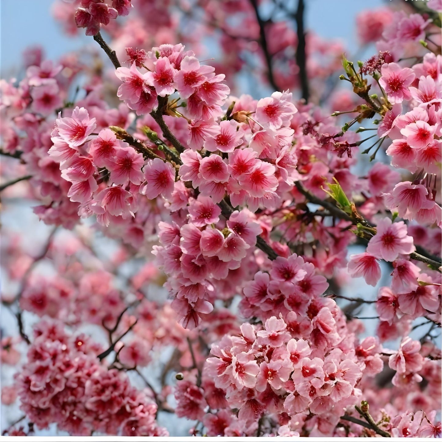 50+ Rare Cherry Blossom Seeds for Planting - Dwarf Pink Sakura Weeping Cherry (Prunus serrulata) - Flowering Tree Seeds