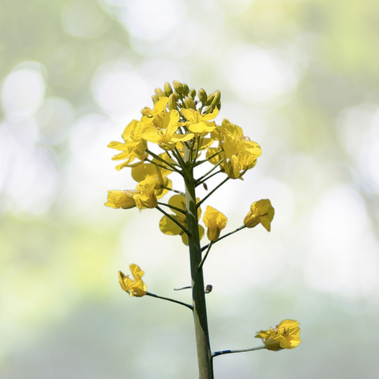 Organic Canola Rapeseed Seeds - Brassica napus - 20+ Seeds for Planting - Non-GMO, Heirloom