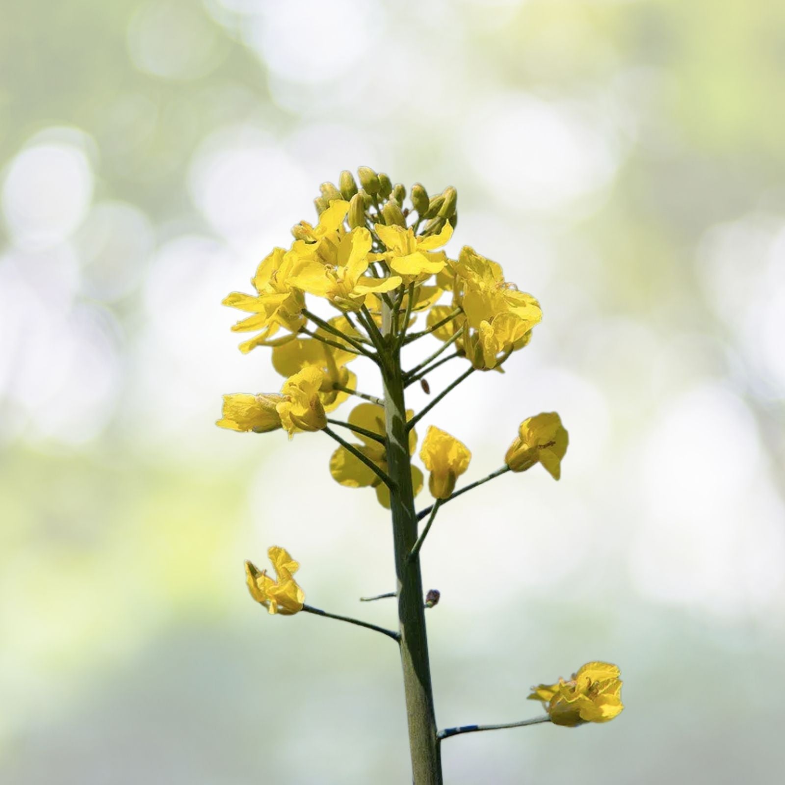 Organic Canola Rapeseed Seeds - Brassica napus - 20+ Seeds for Planting - Non-GMO, Heirloom