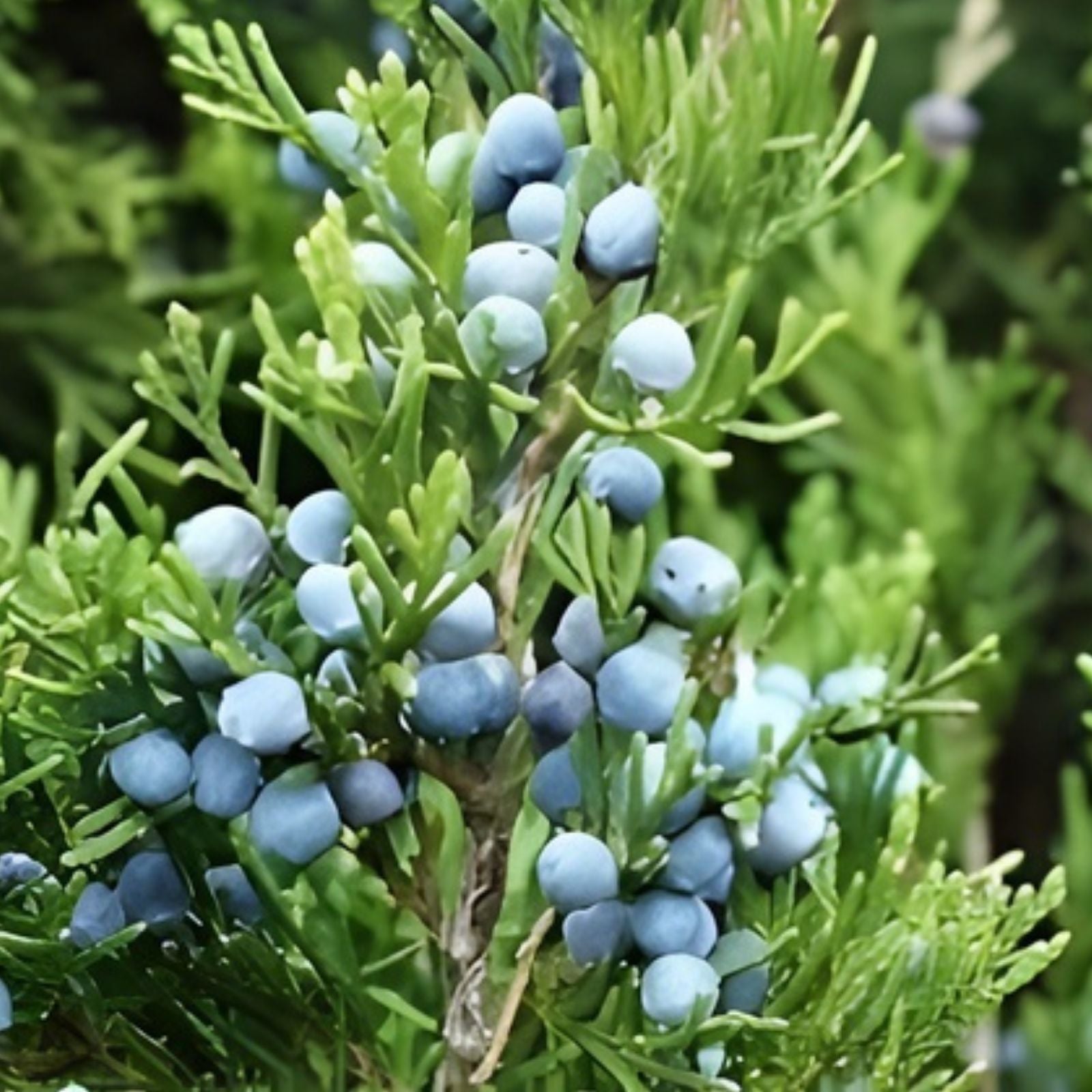 Eastern Red Cedar Hedge Shrub Seeds - Juniperus virginiana - 50+ Seeds for Landscaping & Privacy Screening