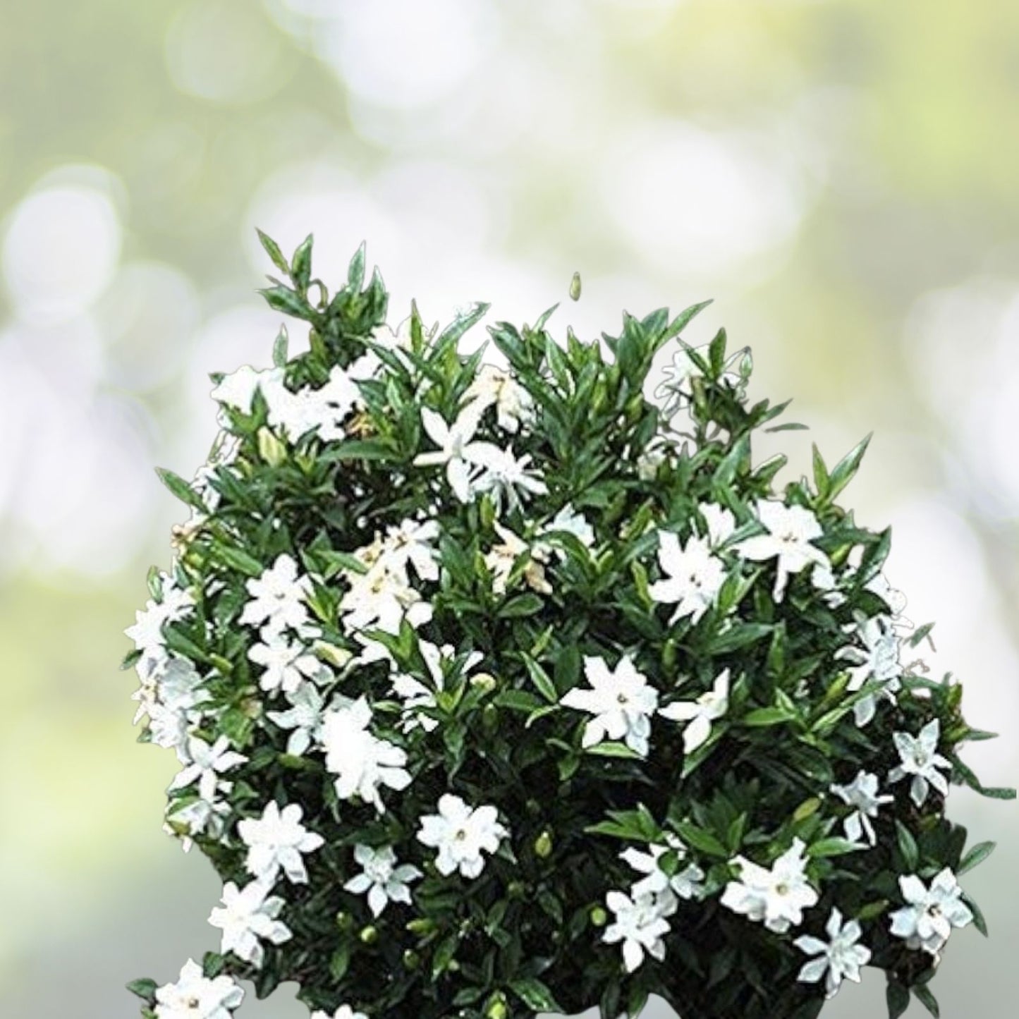 Heirloom Gardenia Bush Cuttings 7-Pack, White Cape Jasmine, Fragrant Shrub Starter Plants, Gardenia Jasminoides