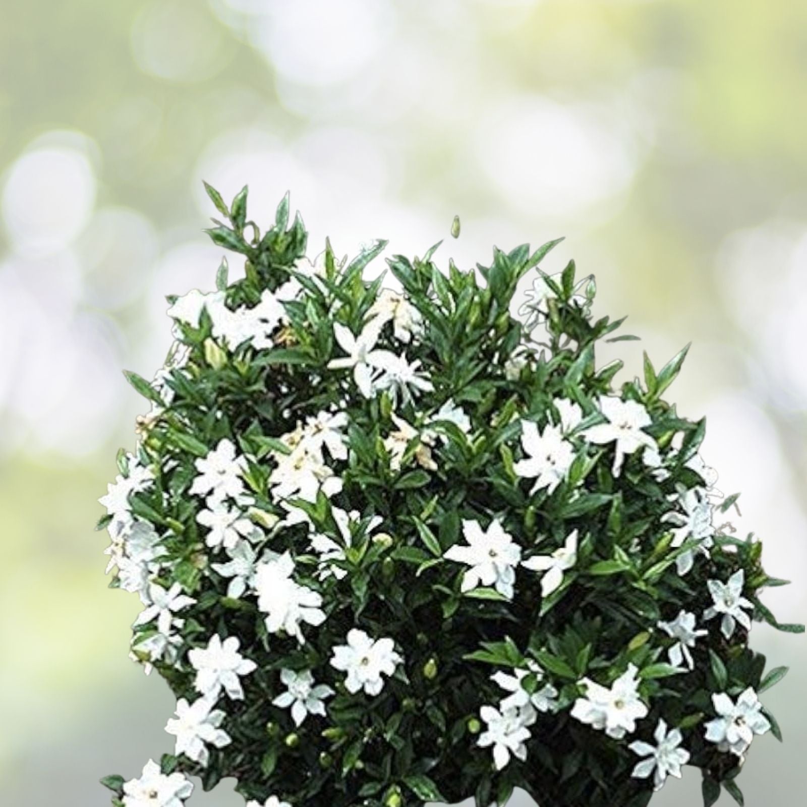Heirloom Gardenia Bush Cuttings 7-Pack, White Cape Jasmine, Fragrant Shrub Starter Plants, Gardenia Jasminoides