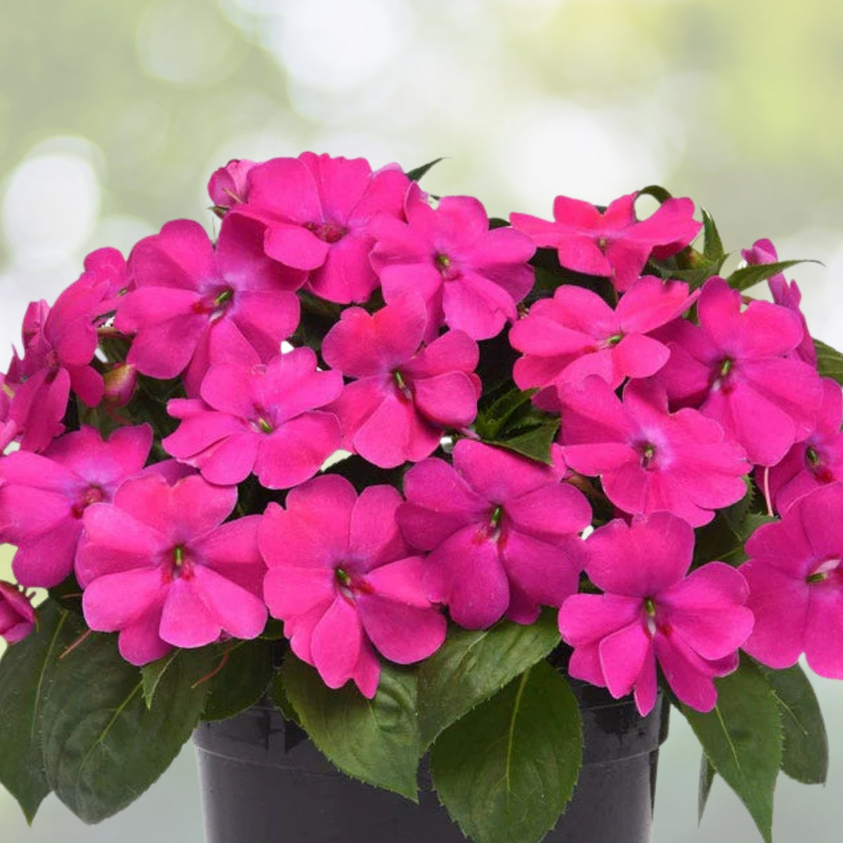 Fuchsia Pink Impatiens Flower Plant 4in Pot - Bright Annuals for Shady Areas - Impatiens walleriana