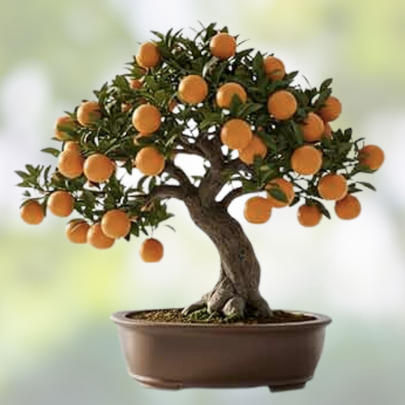 Bonsai Orange Tree Seeds 40 Count - Fruit Bearing Citrus reticulata - Mandarin Tree Seeds for Growing