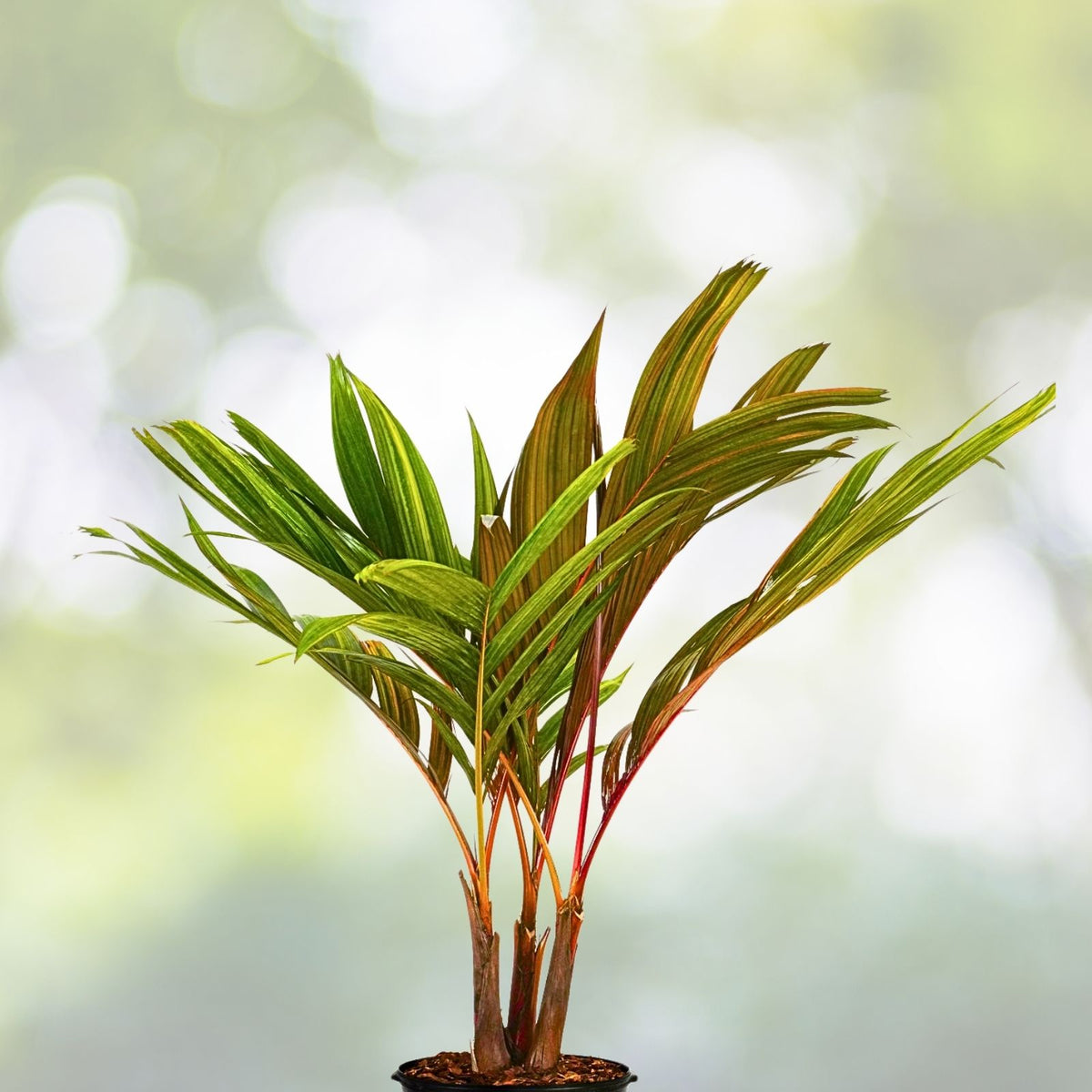 Areca Palm 1G - Rare Red Crownshaft, Exotic ‘Sunset’ Variety - Areca Vestiaria Red Palm for Tropical Gardens