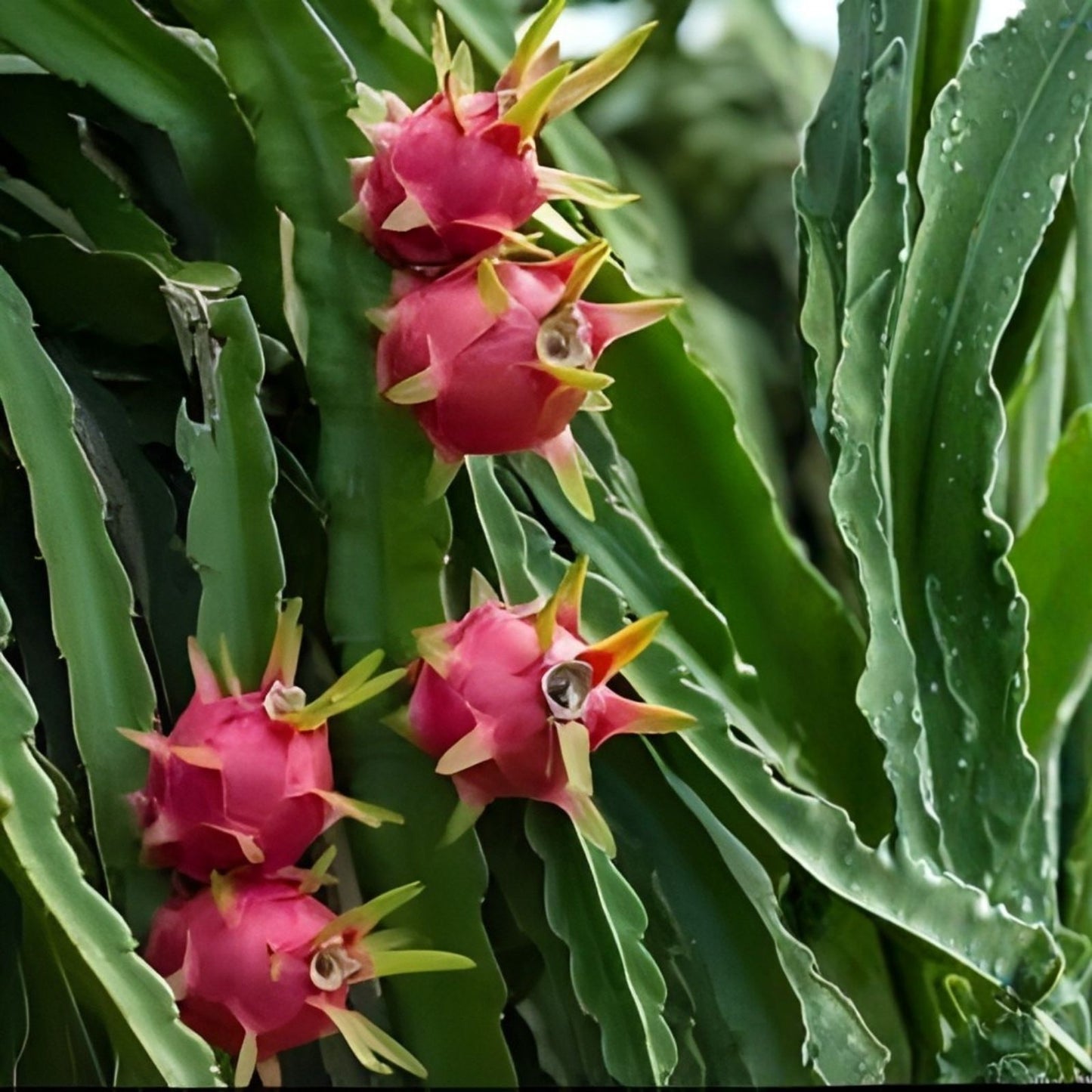 Dragon Fruit Cuttings 8-14 Inches - Hylocereus undatus - Fresh Plant Propagation Supplies for Home Gardening
