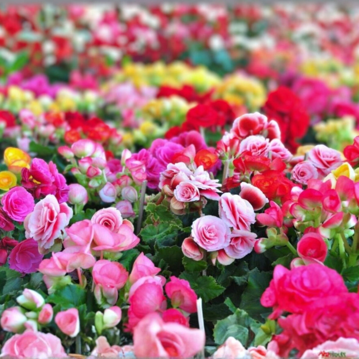 Candy Floss Begonia Seeds 45 or 125 Count, Non-GMO Flower Seeds, Colorful Blooms, Begonia × semperflorens