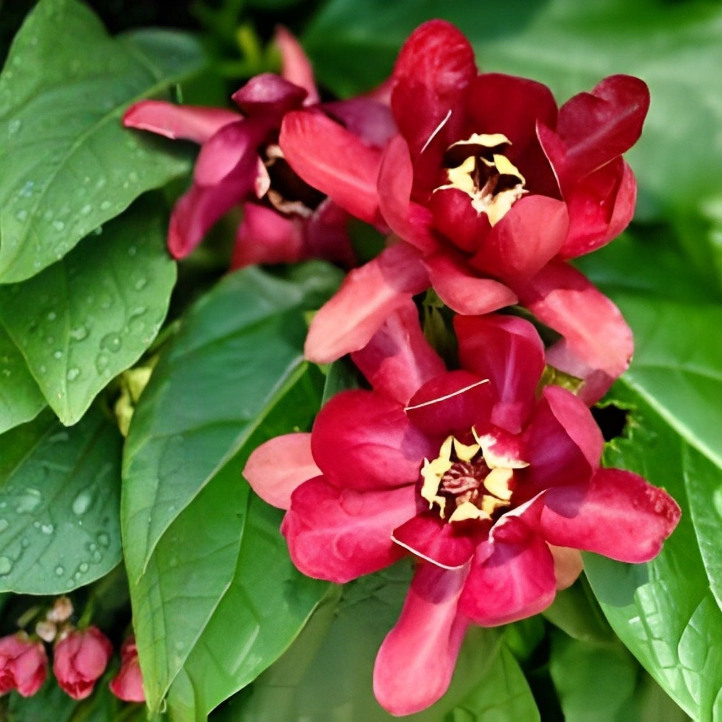 Carolina Allspice Seeds - 10 Sweetshrub Planting Seeds, Spice Bush, Calycanthus floridus, Fragrant Ornamental Shrub