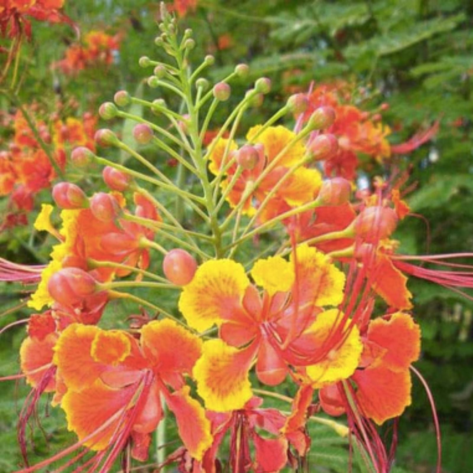 Peacock Flower Seeds 10 Red Caesalpinia pulcherrima Tropical Flowering Plant Seeds