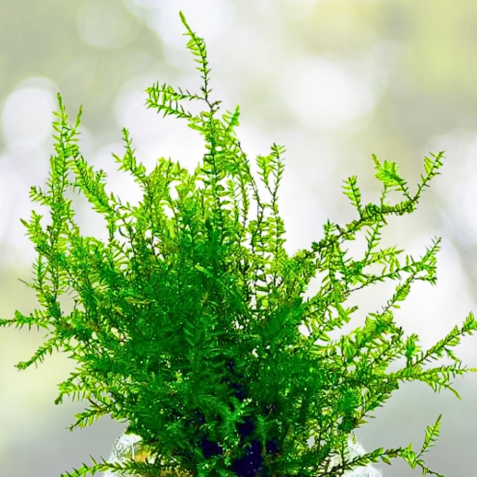 Weeping Moss 4oz Cup - Live Aquarium Plant, Aquatic Stems, Easy Care, Fontinalis antipyretica