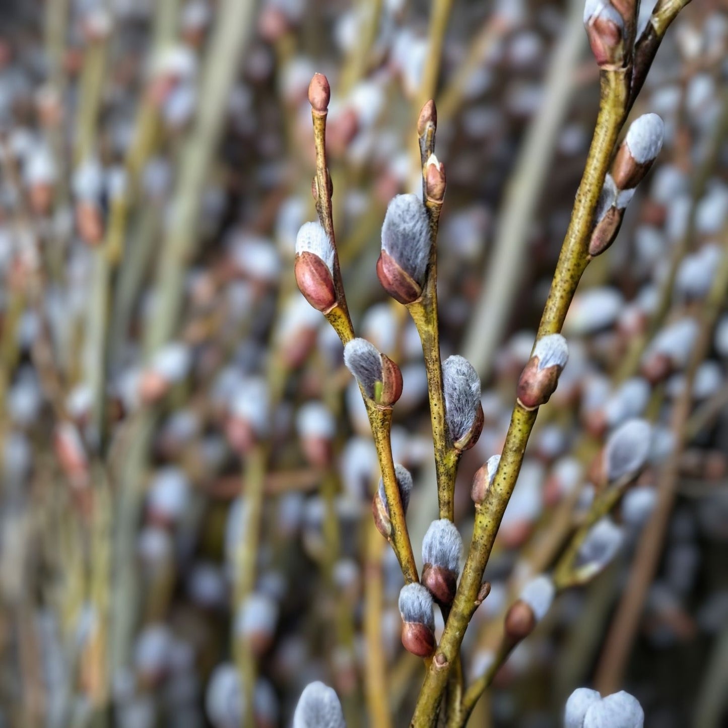 Pussy Willow Cuttings 5-7 in | Salix discolor | No Roots for Propagation | Make Your Own Plants