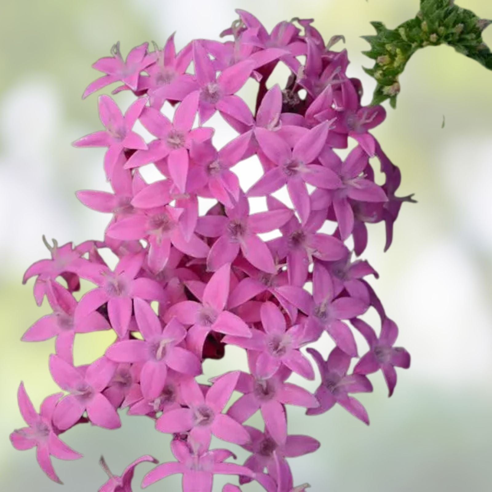 Pentas Seeds 500 Count Northern Lights Lavender Flower Garden Seeds for Planting, Perennial, Butterfly Attractant
