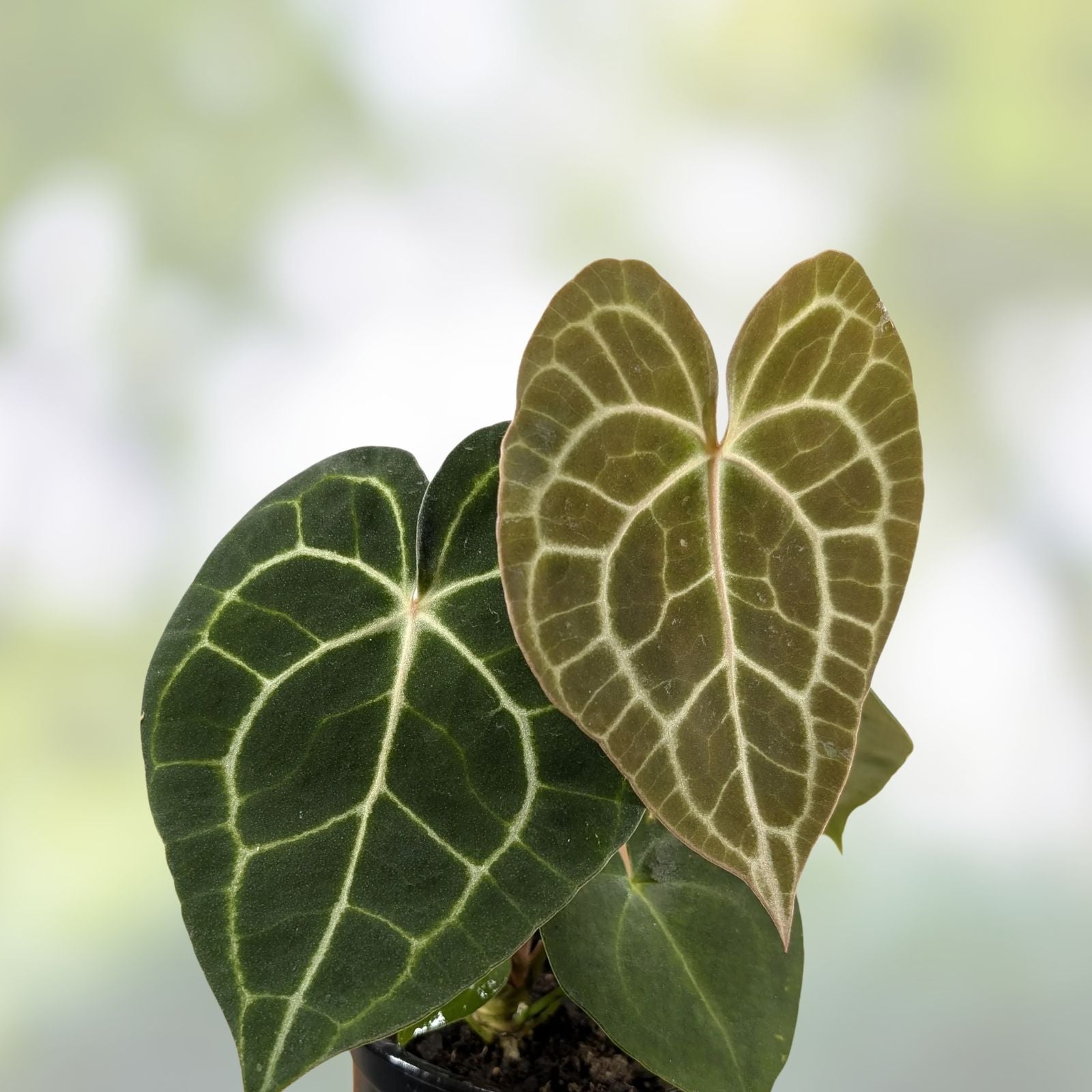 Anthurium Plant - Large King Clarinervium - Exotic Tropical Foliage - Indoor Houseplant - Free Shipping