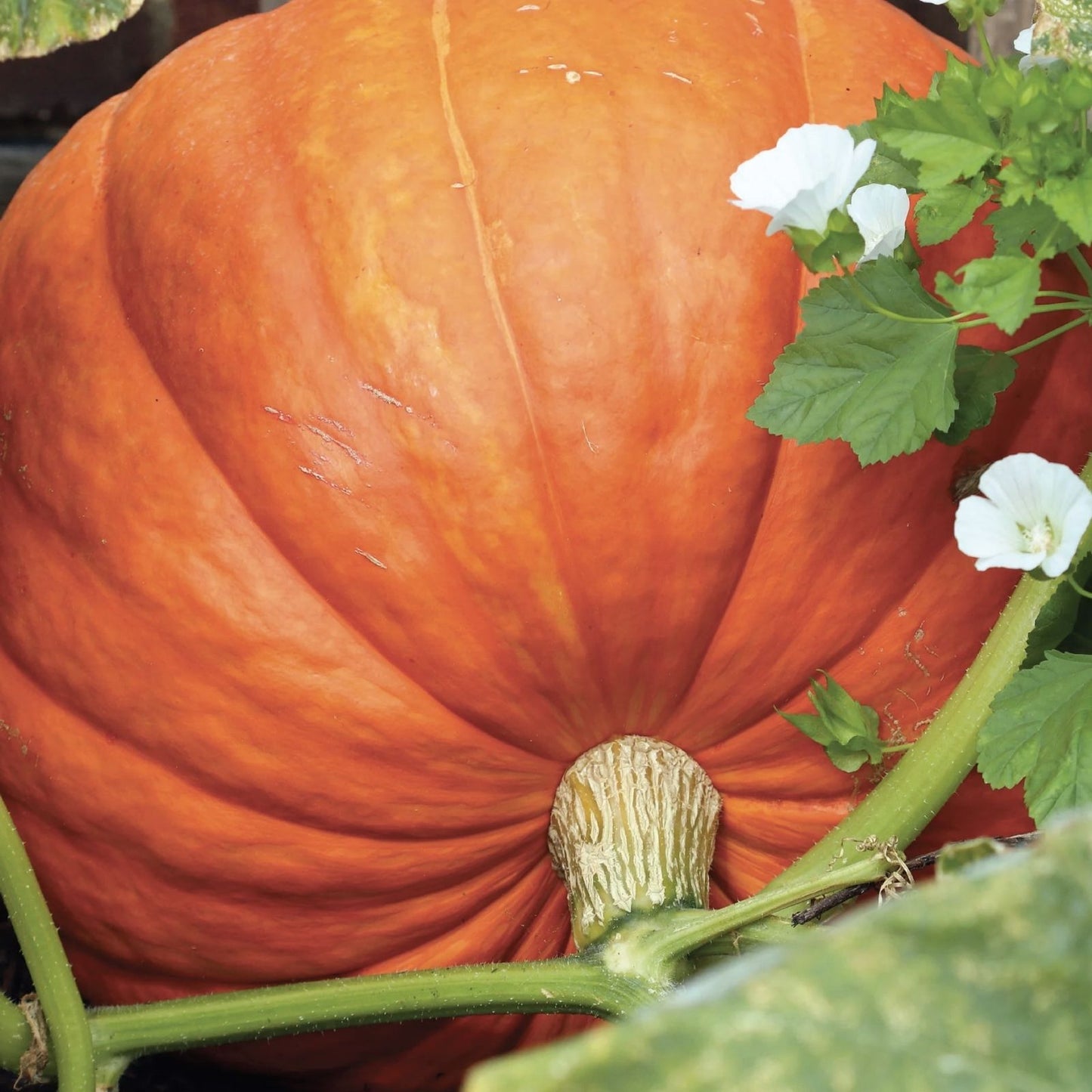 Atlantic Giant Pumpkin Seeds 10 Pack | World Record Variety for Growing Large Pumpkins