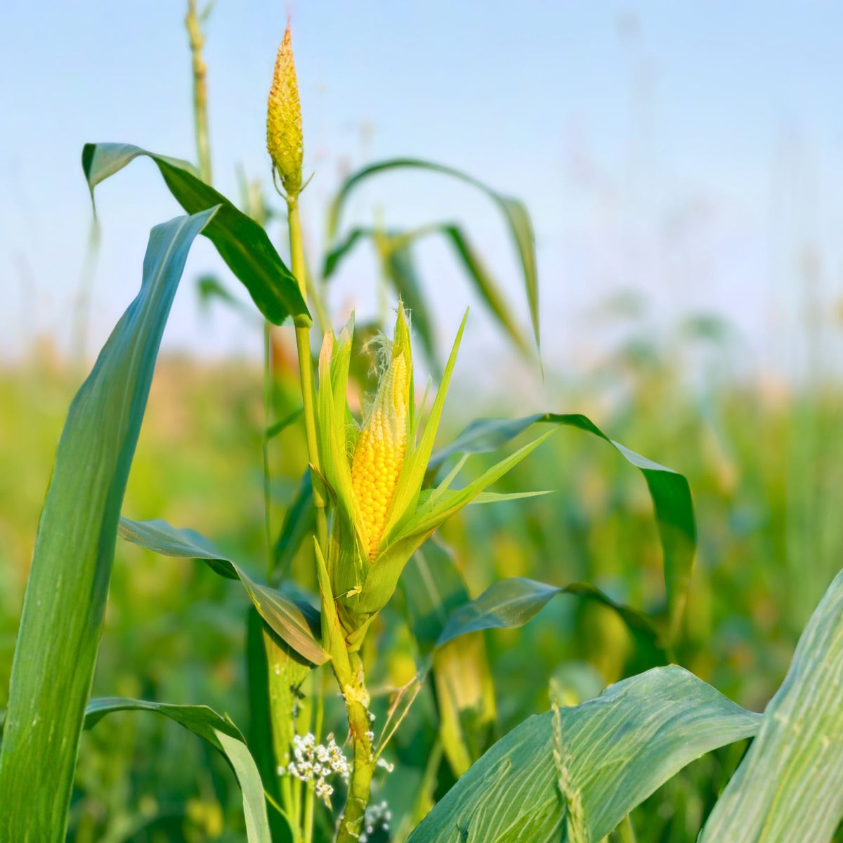 Hybrid Sweet Corn Seeds 2oz Bodacious SE Non-GMO - 75 Days Maturity, Zea mays