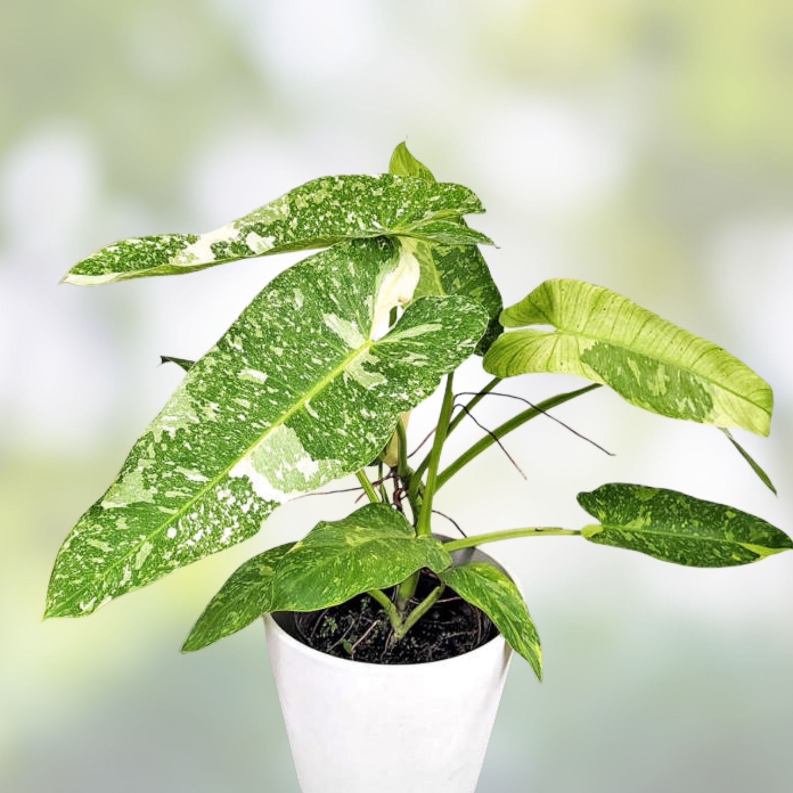 Rooted Philodendron Cutting | Jose Bueno Variety | Indoor Houseplant | Easy Care | Green Foliage | Philodendron bipinnatifidum