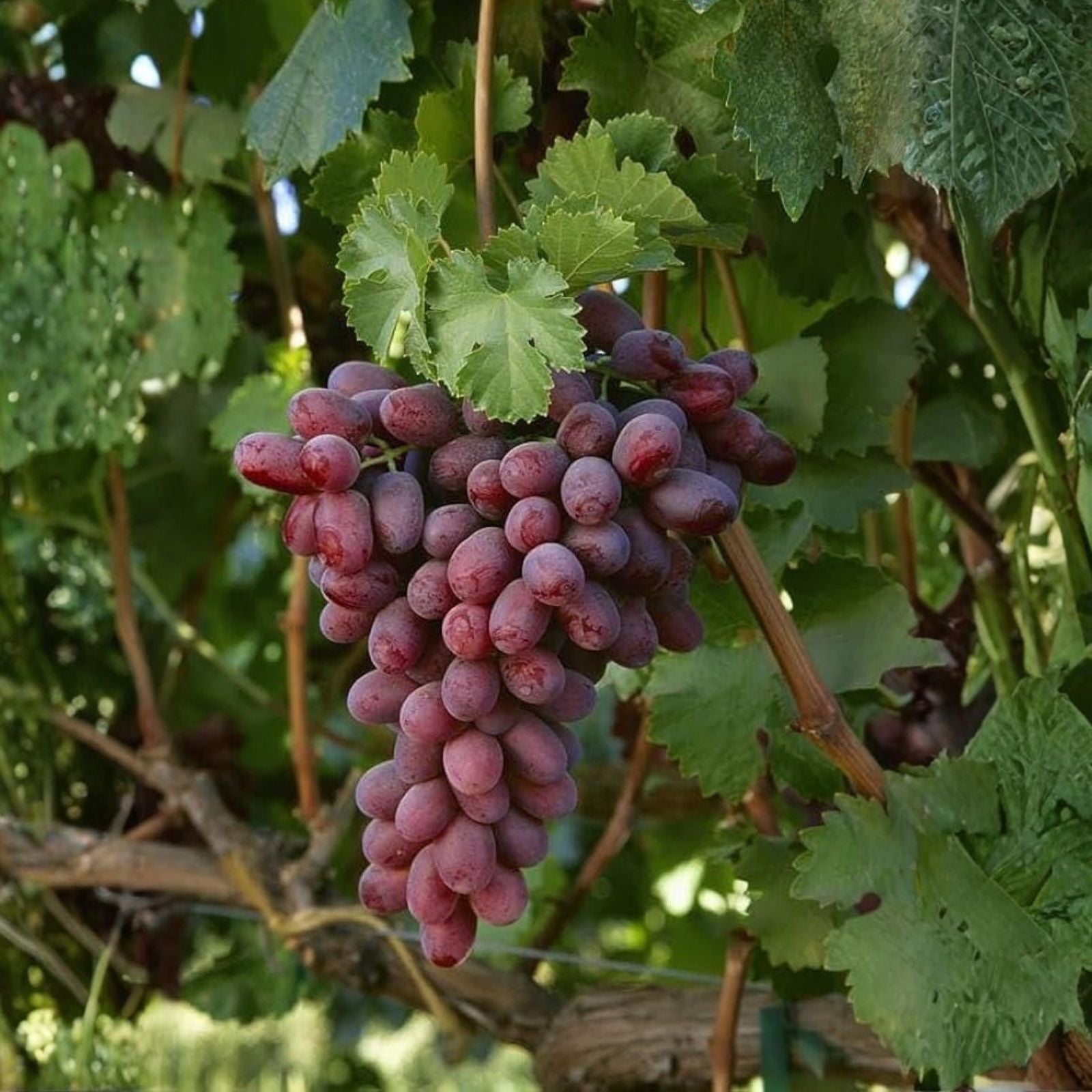 Globe Seedless Grape Vine Cuttings - 50 Bulk Thin Cuttings - Vitis vinifera - Wholesale Table Plants