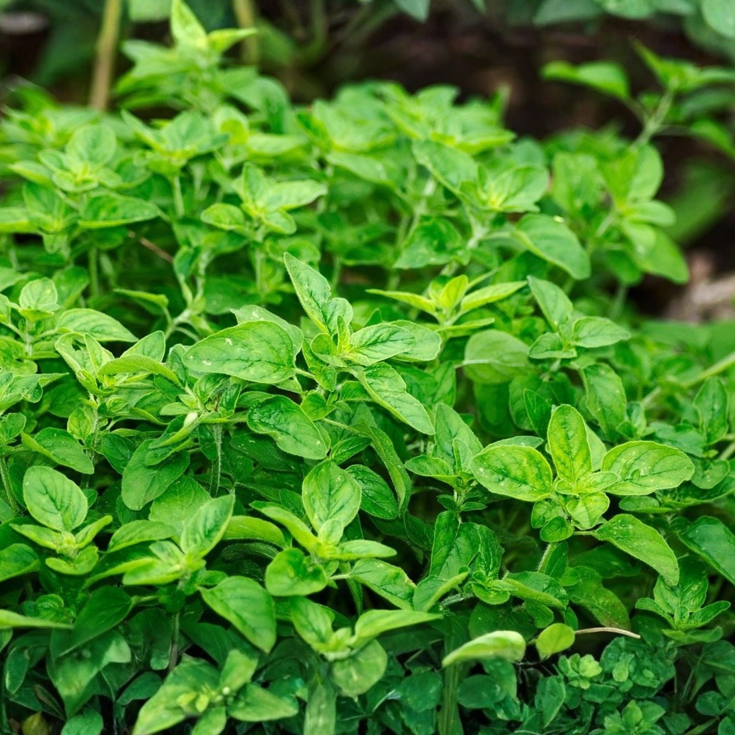 Greek Oregano Herb Seeds 500 Count - Italian Spice, Origanum vulgare subsp. hirtum, Culinary Herb for Planting