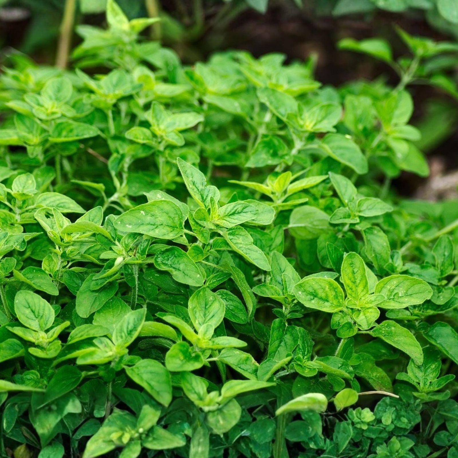 Greek Oregano Herb Seeds 500 Count - Italian Spice, Origanum vulgare subsp. hirtum, Culinary Herb for Planting