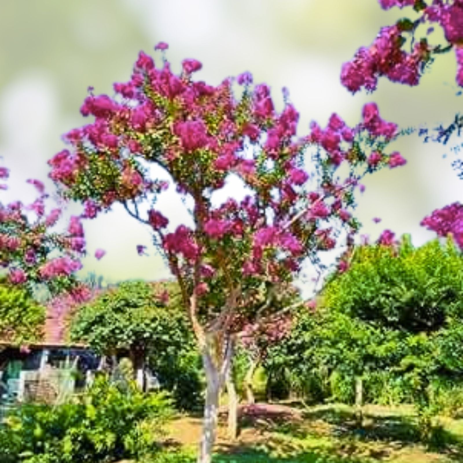 Crepe Myrtle Flower Tree Seeds - 100+ Seeds in 6 Bright Colors - Lagerstroemia - USA Seller