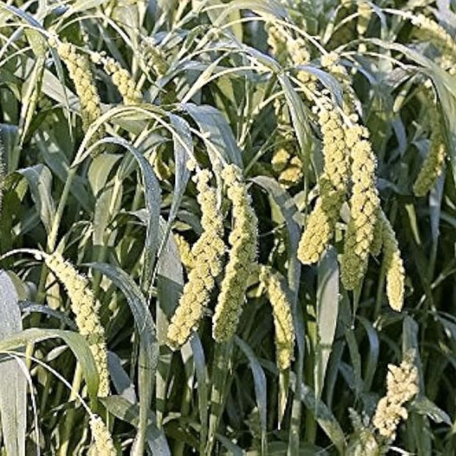 Ornamental Grass Seeds 50 Count - Lime Light Millet Seeds for Planting - Pennisetum glaucum, Decorative Garden Grass Seed