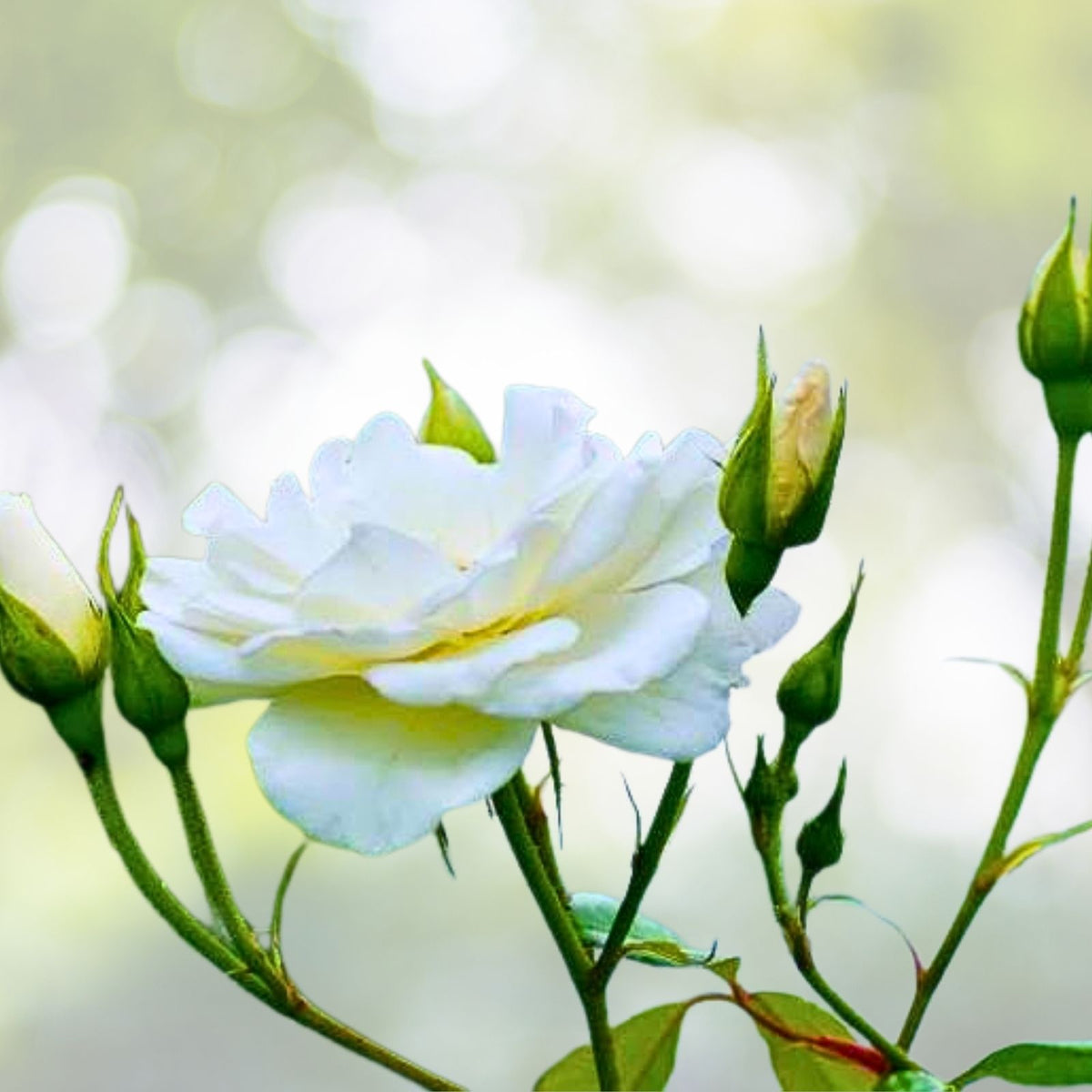White Rose Cuttings 3 Stem Pack for Rooting, Rosa alba - Ideal for Grafting and Planting
