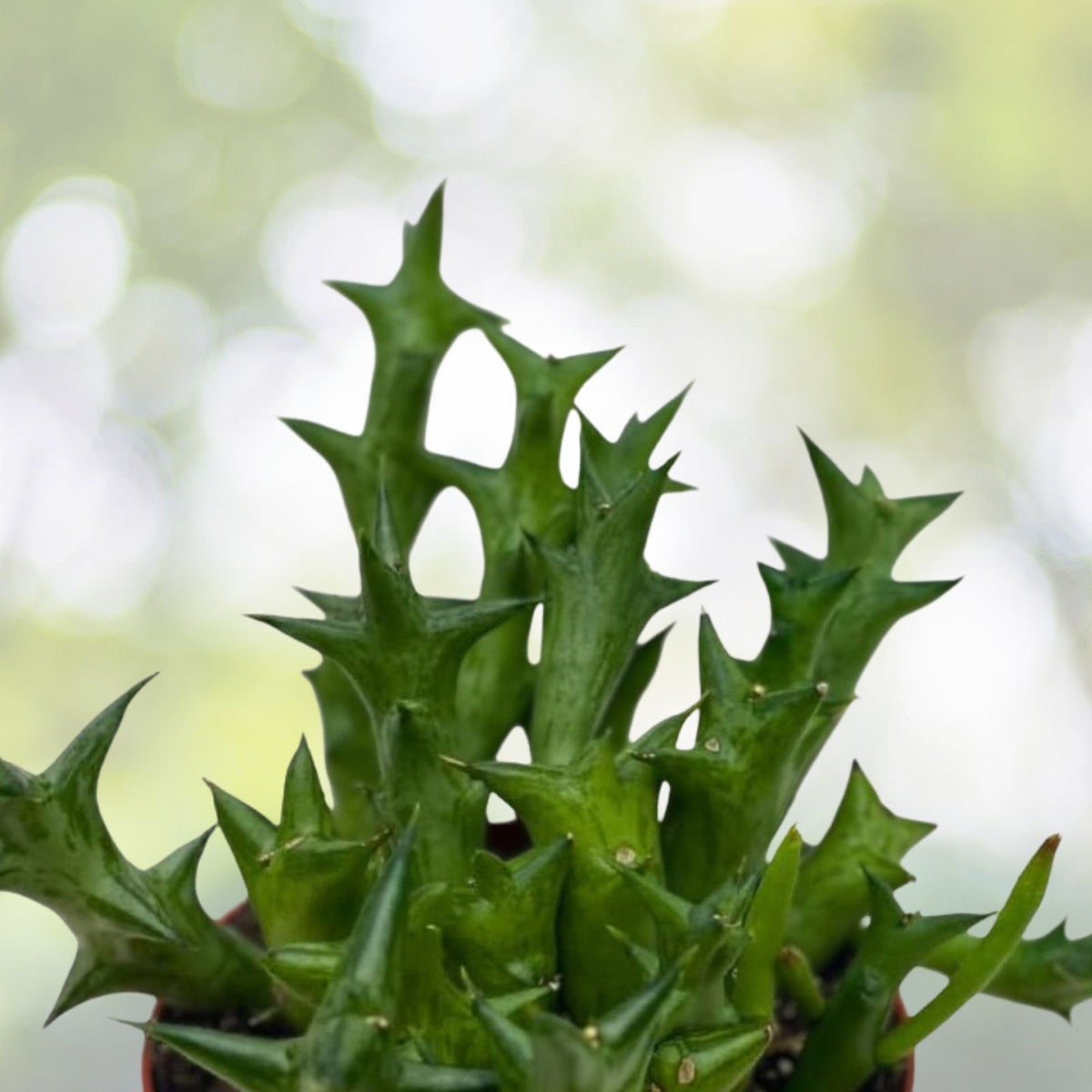 3 Saudi Arabica Offsets Succulents - Huernia Stapelia Orbea Desert Cactus Plants for Home Decor