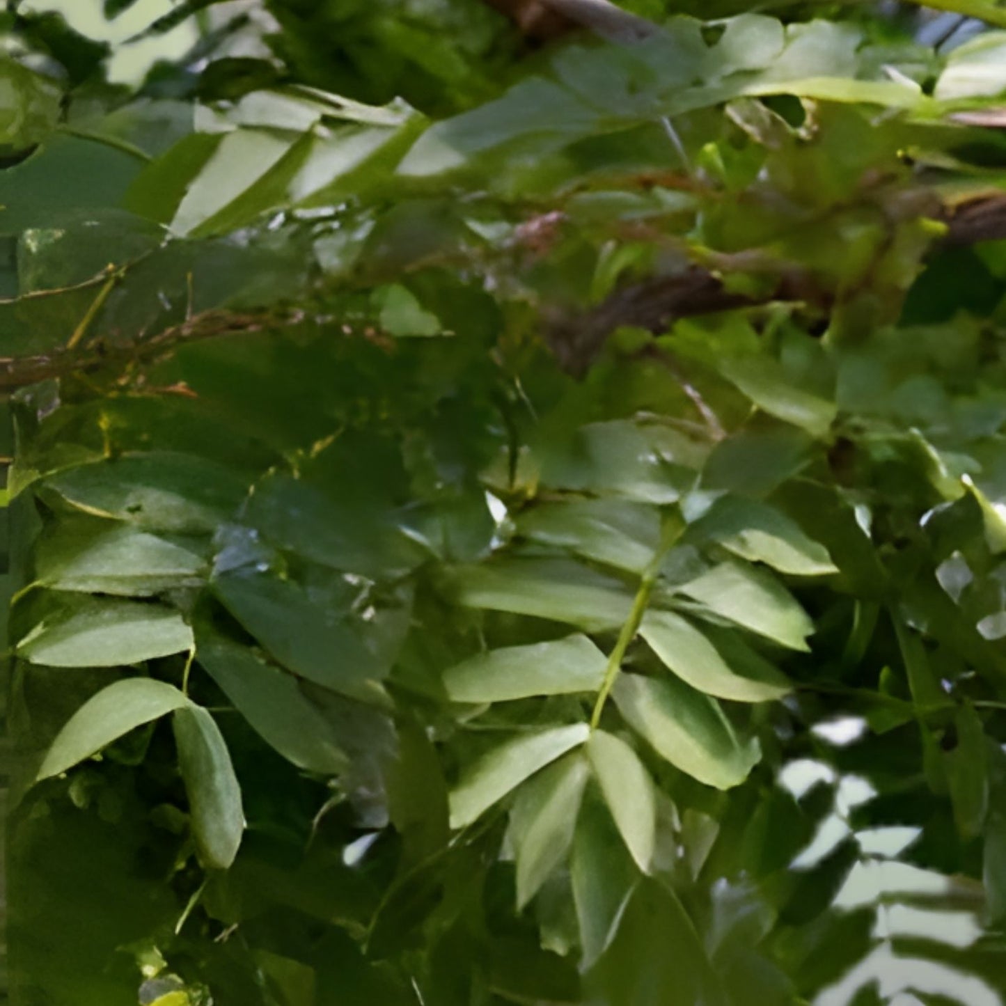 Honeylocust Tree Seeds 10 Pack, Fast Growing Gleditsia caspian for Landscaping and Shade, Ornamental Tree Seeds
