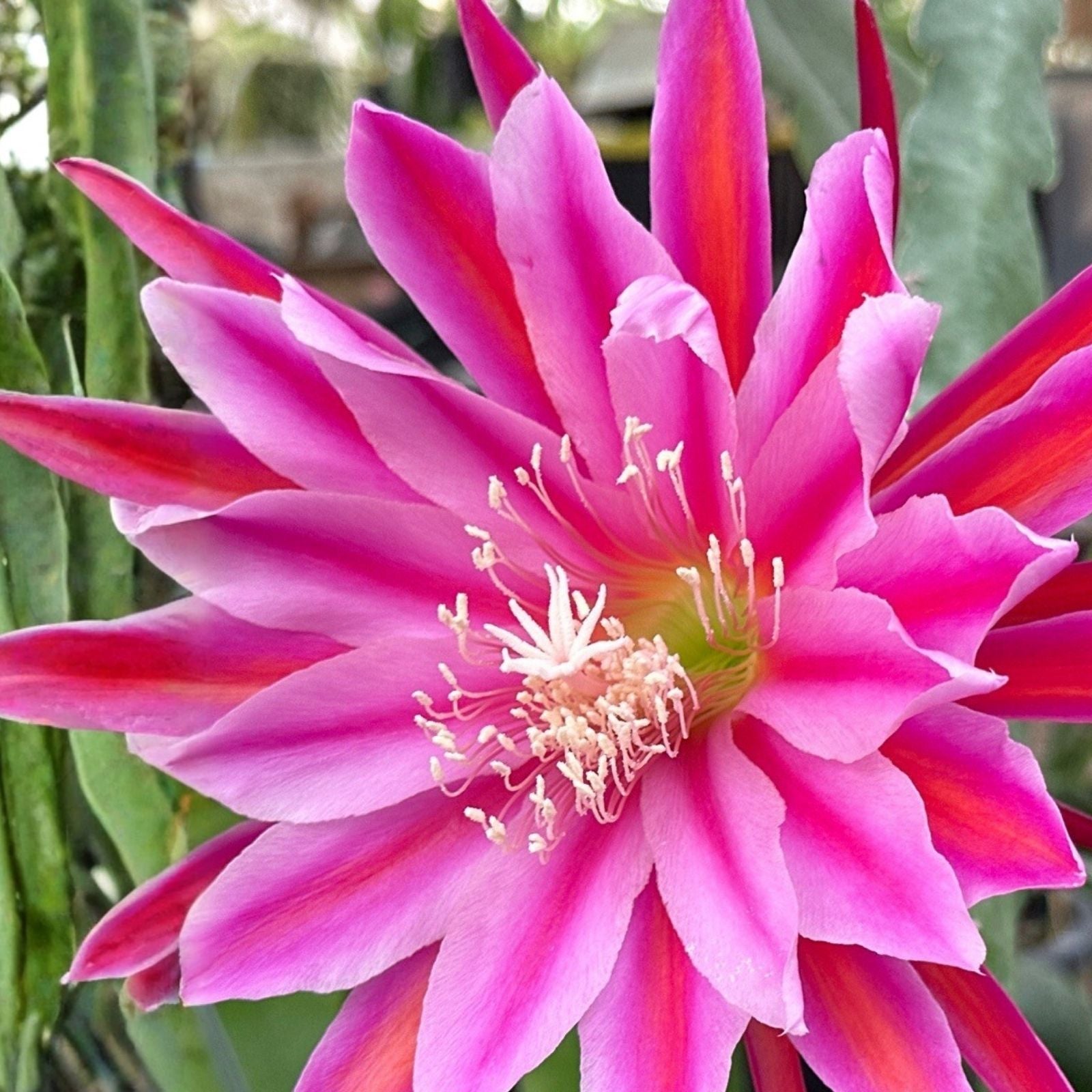 Epiphyllum 'Sonoma Sunshine' Unrooted Cutting - Rare Orchid Cactus Tropical Plant Propagation Material