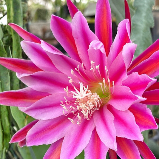 Epiphyllum 'Sonoma Sunshine' Unrooted Cutting - Rare Orchid Cactus Tropical Plant Propagation Material