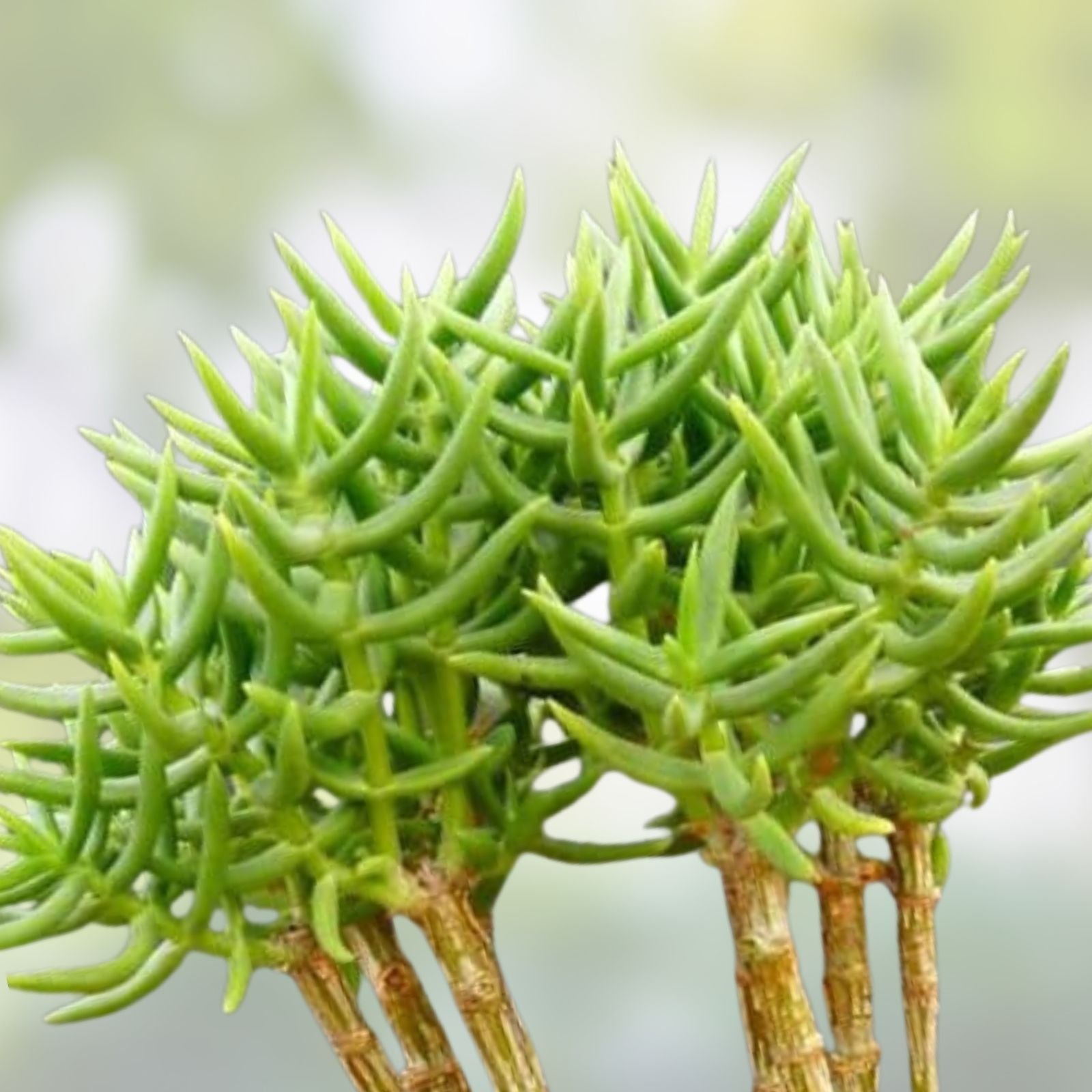 Pine Tree Succulent Cuttings - 4 Cactus Propagation Plants - Indoor Gardening Decor - Easy to Grow and Maintain