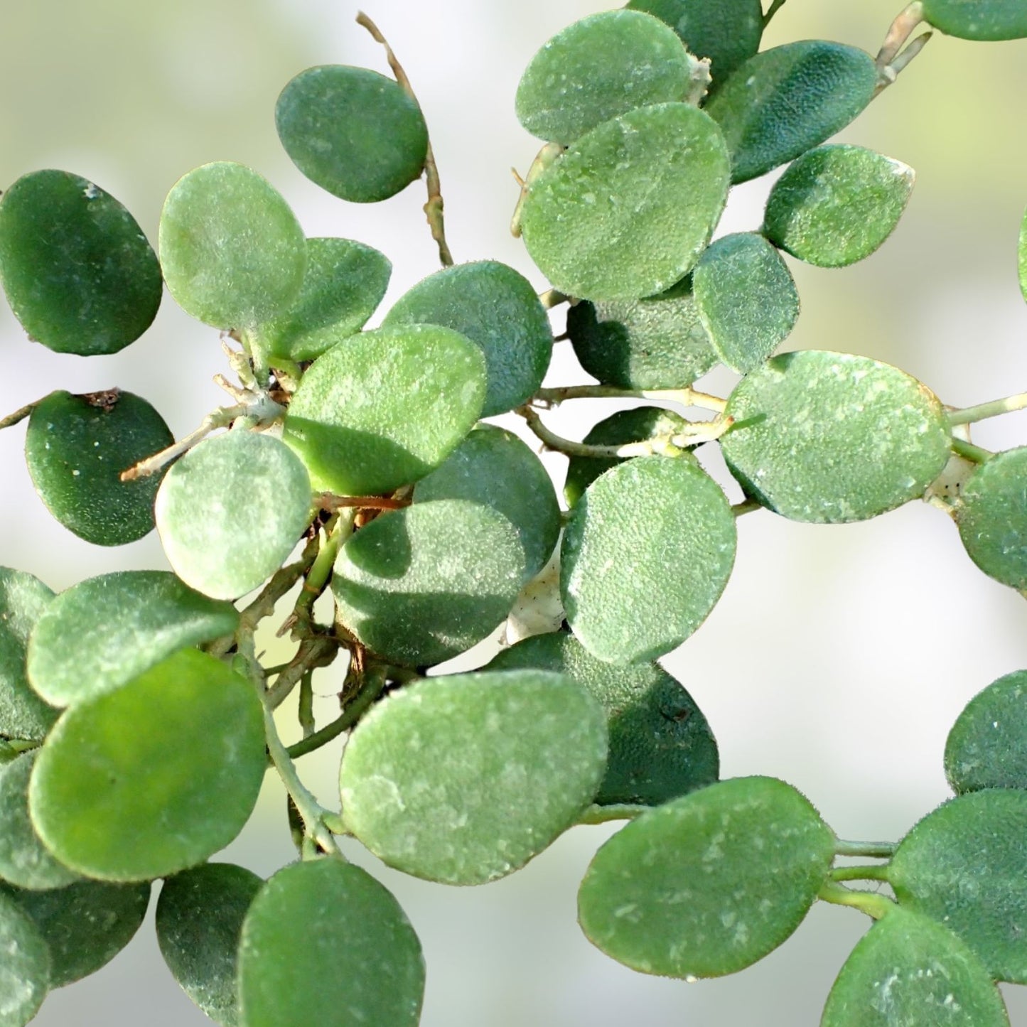 Hoya Serpent Plant Cutting | Live Indoor Houseplant | Hoya serpens | Easy Care, Low Maintenance, Green Foliage