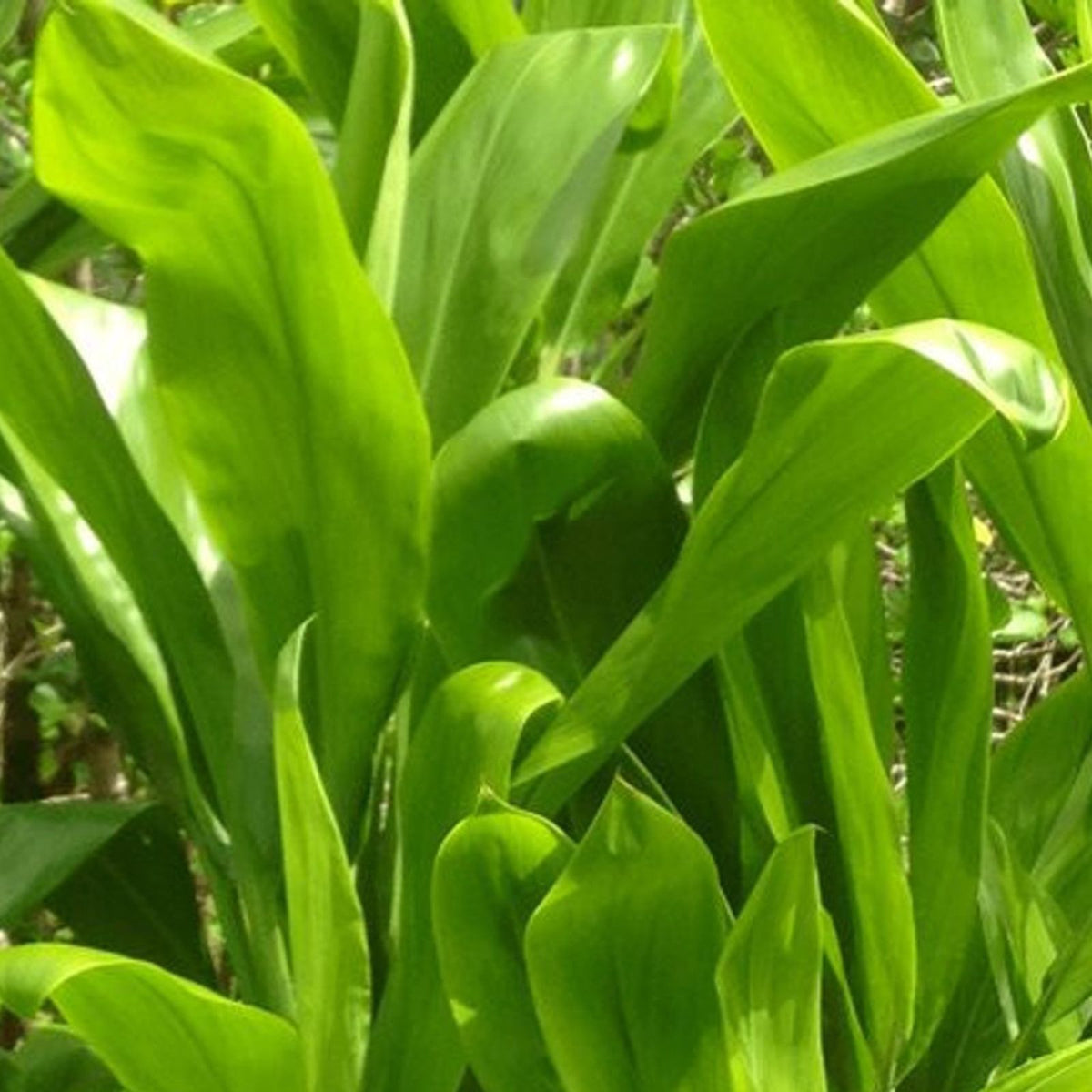 Hawaiian Green Ti Leaf Cuttings 6-Inch Starter Logs x10 - Cordyline fruticosa