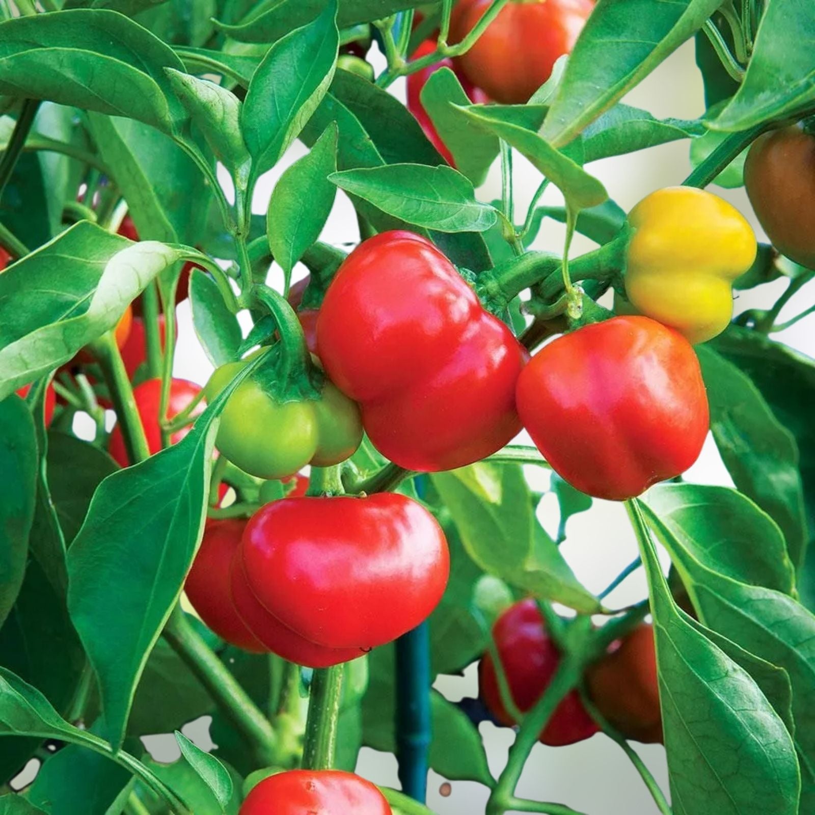Red Pimento Pepper Seeds Set of 1000 Non-GMO Vegetable Seeds, Capsicum annuum, Gourmet Cooking, Garden Fresh Planting