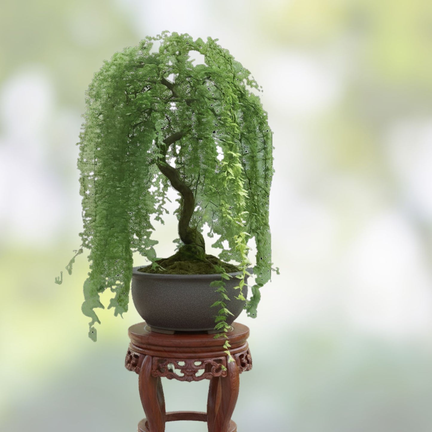 Dwarf Weeping Willow Bonsai Tree Live Plant Cutting Salix babylonica Pendula Large Thick Trunk Starter Plant