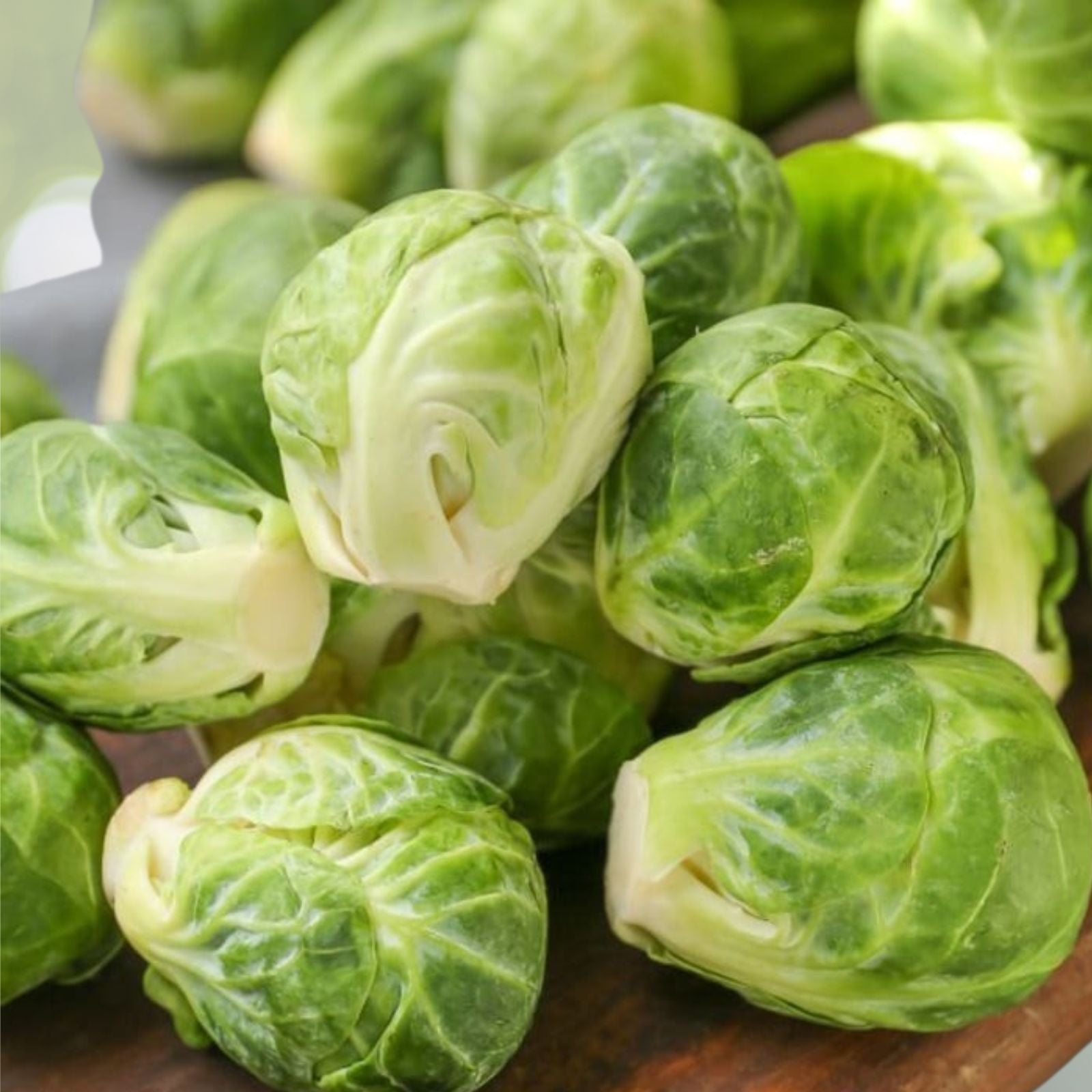 Brussel Sprout Seeds 100 Count Long Island Variety Brassica oleracea var. gemmifera Vegetable Seeds