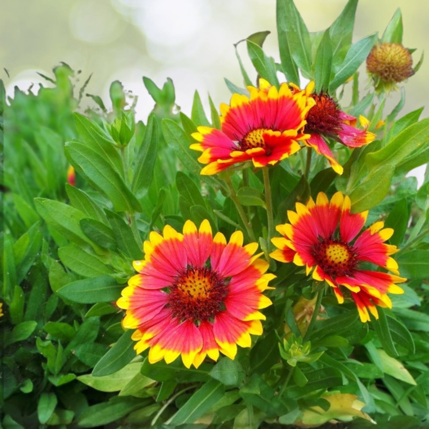 Blanket Flower Seeds 200 Pack Aristata Mix Colorful Garden Annuals Gaillardia aristata