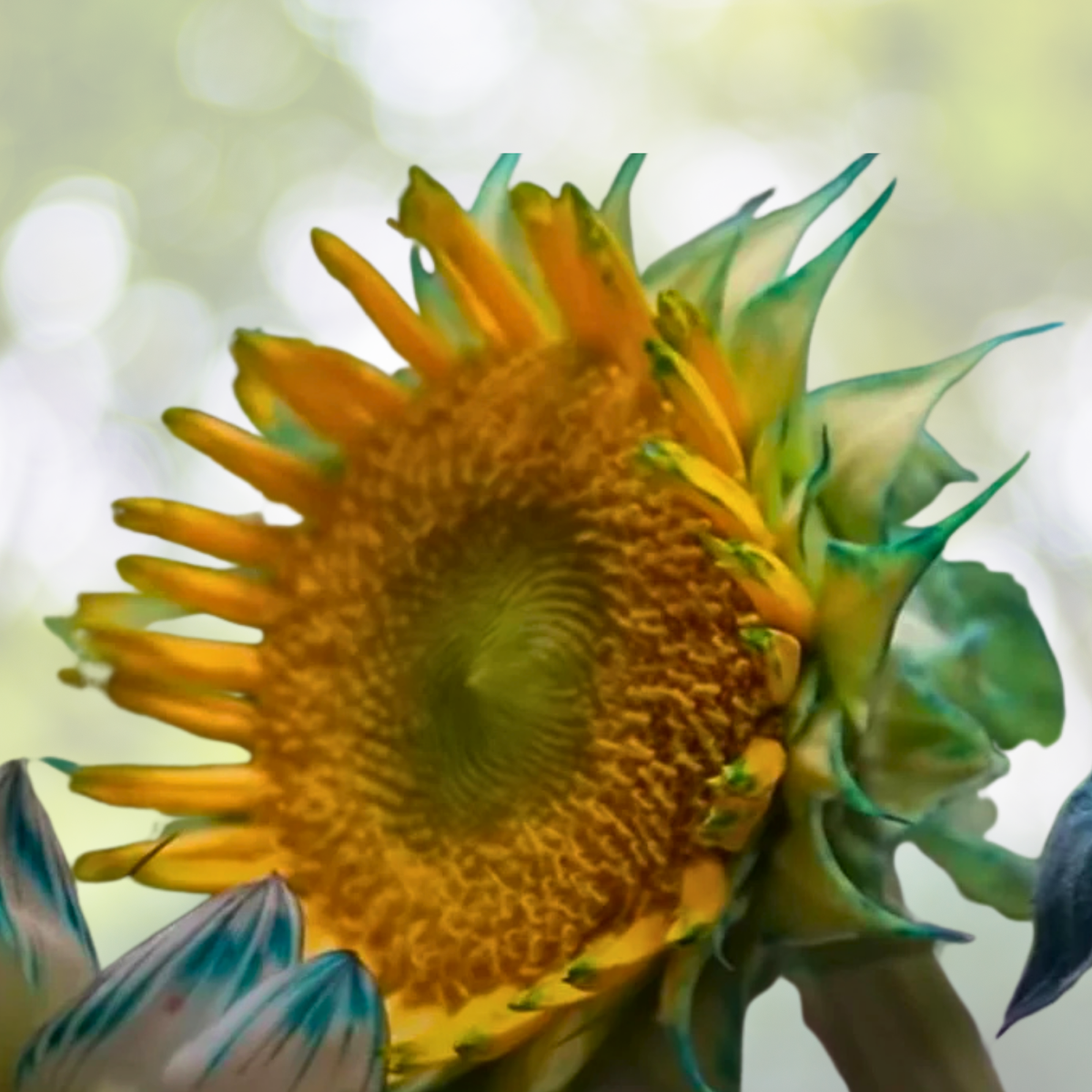 50pcs Green Lace Sunflower Seeds - Rare Unique Blooms for Stunning Gardens - Helianthus annuus