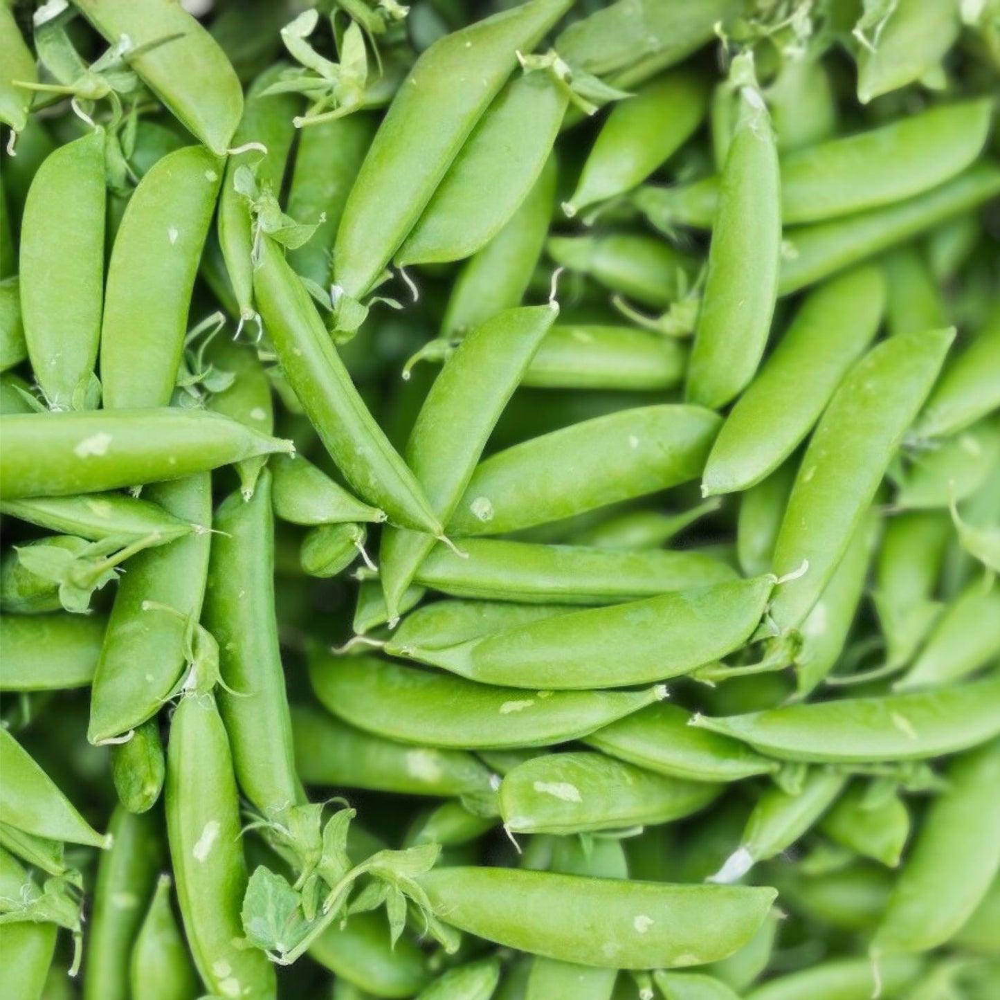 Dundale Pea Seeds – Heirloom Non-GMO – 50+ Pisum sativum for Edible Peas, Garden Planting, Organic Vegetable Seeds