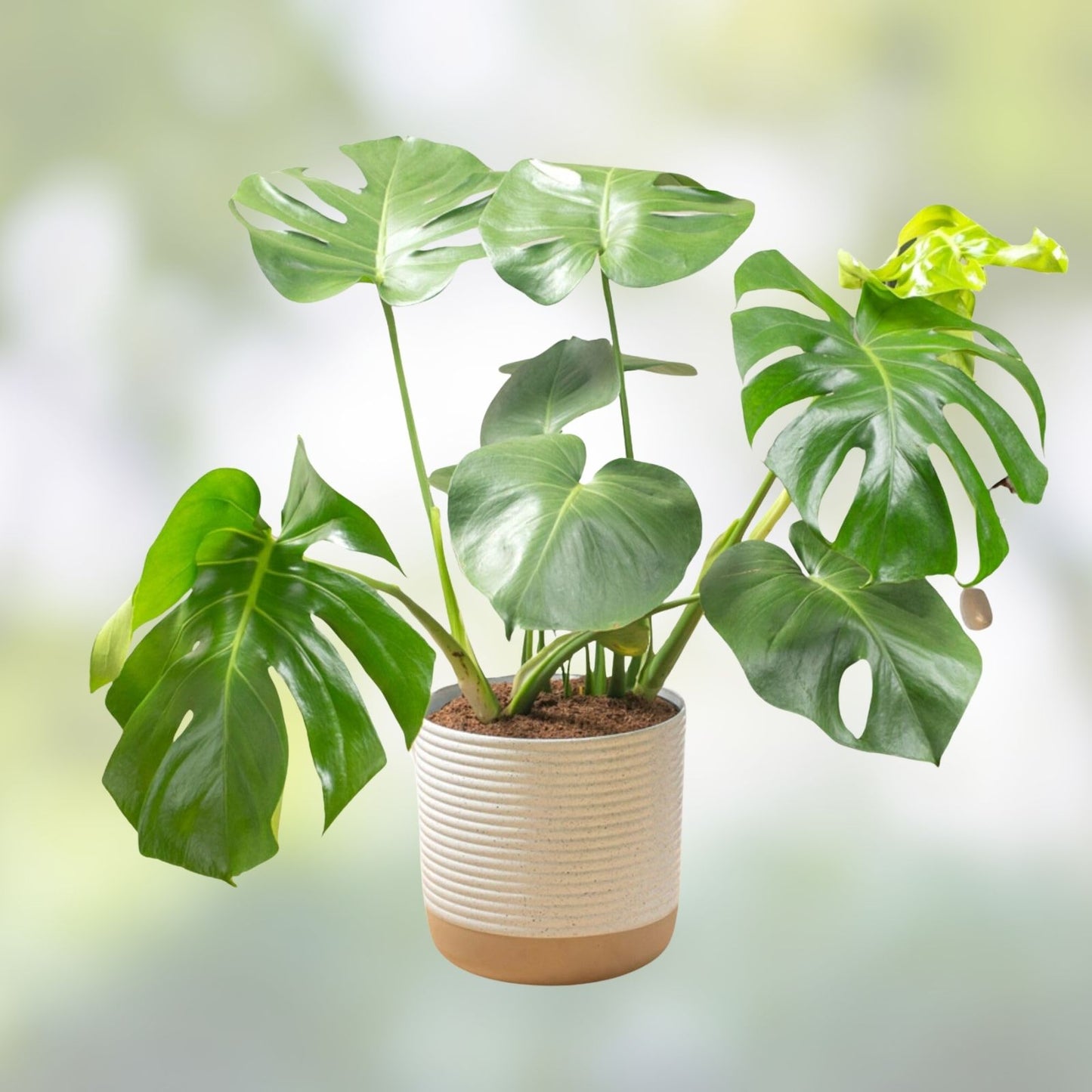 Monstera Deliciosa Live Plant Cuttings 5ct Unrooted Indoor Houseplant Swiss Pothos Variegated Epipremnum aureum