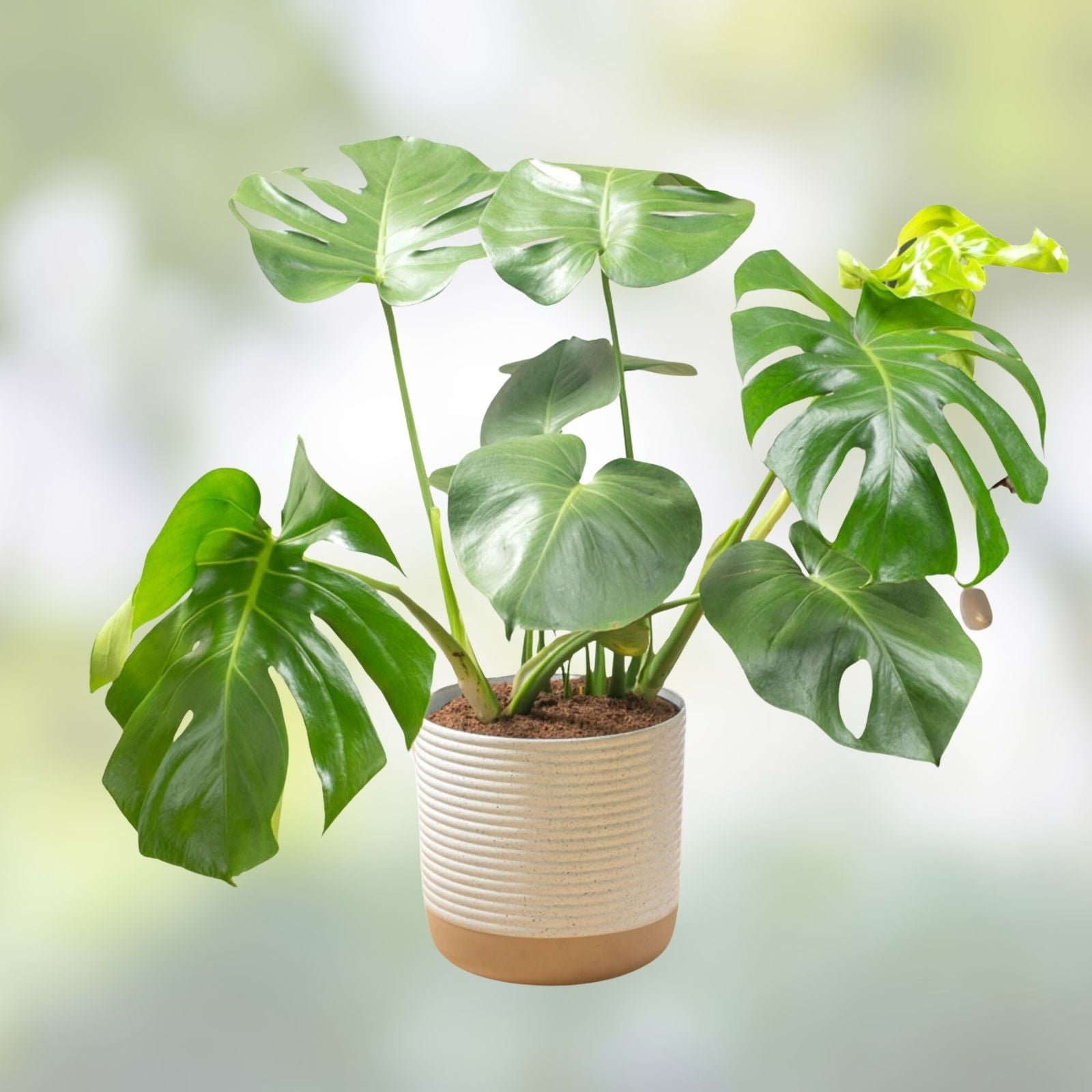 Monstera Deliciosa Live Plant Cuttings 5ct Unrooted Indoor Houseplant Swiss Pothos Variegated Epipremnum aureum