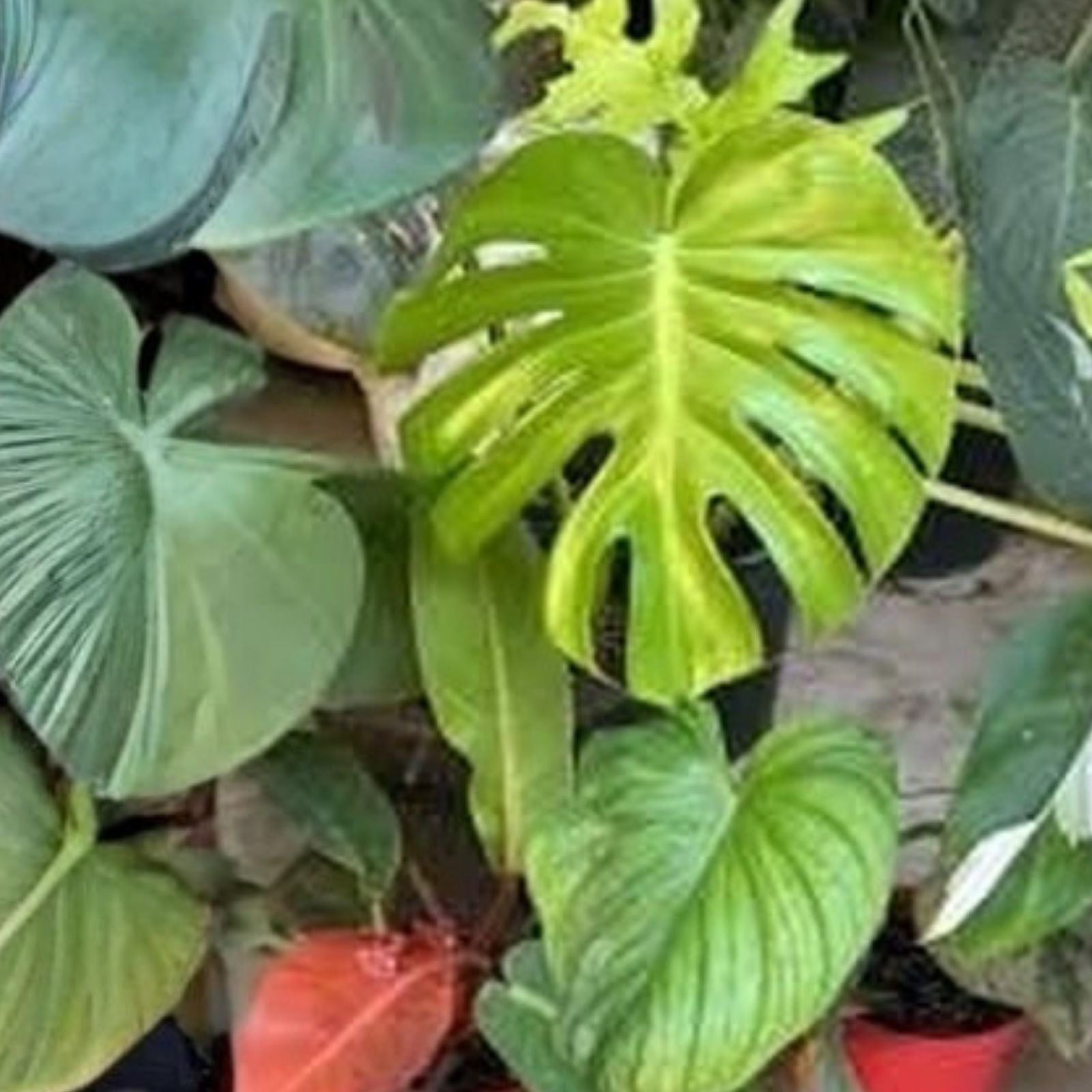 Rooted Cuttings - Large Leaf Arrowhead Philodendron - Philodendron sagittifolium - Indoor Houseplant, Tropical, Easy Care