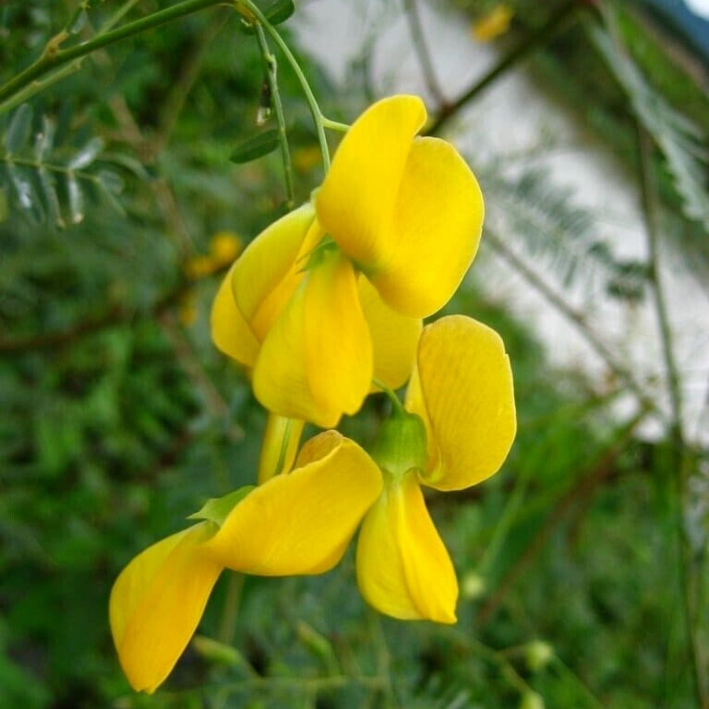 Sesbania Sesban Seeds - 30+ Seeds, Yellow Flowering Variety, Hạt Bông Điên Điển, Ornamental and Edible Plant Seeds