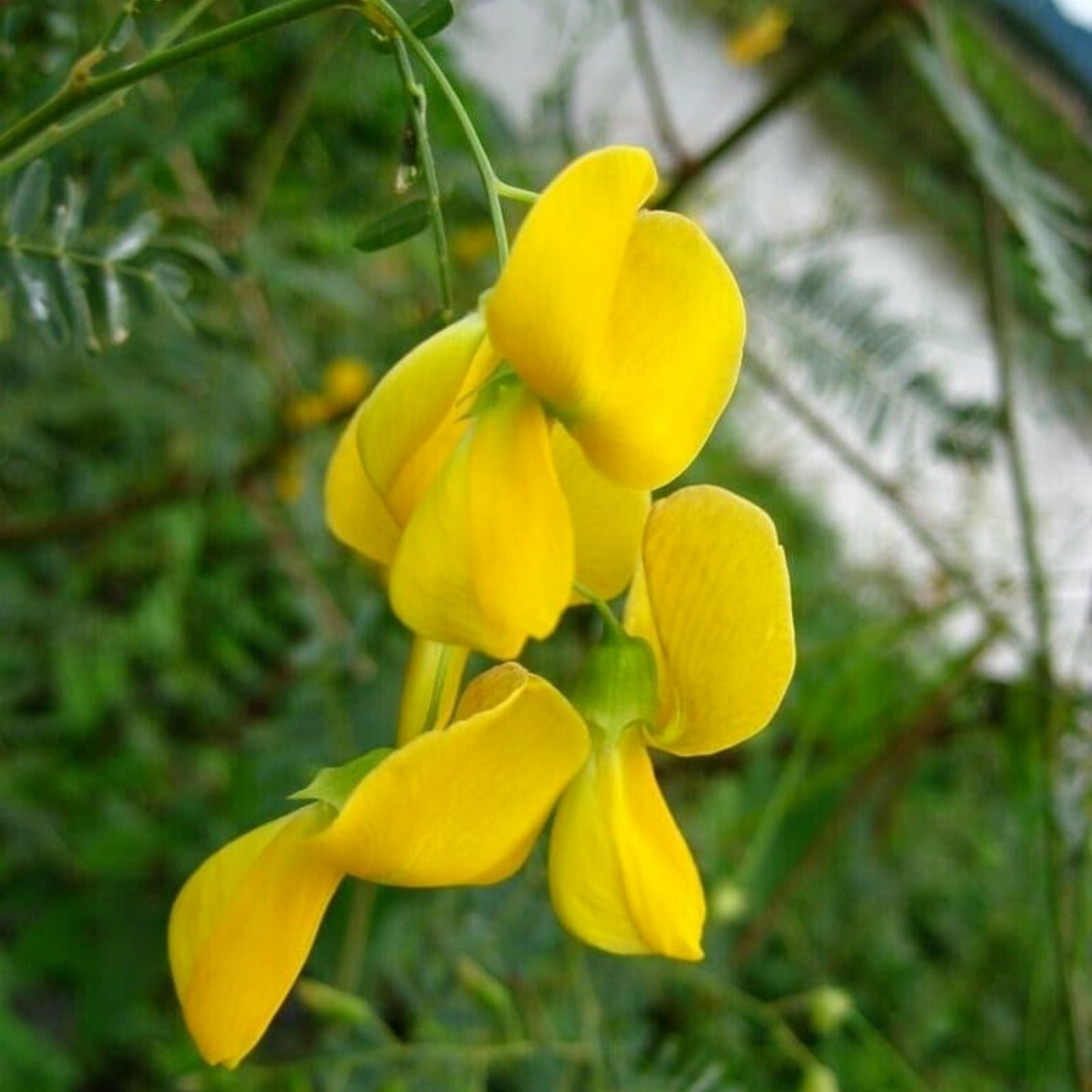 Sesbania Sesban Seeds - 30+ Seeds, Yellow Flowering Variety, Hạt Bông Điên Điển, Ornamental and Edible Plant Seeds