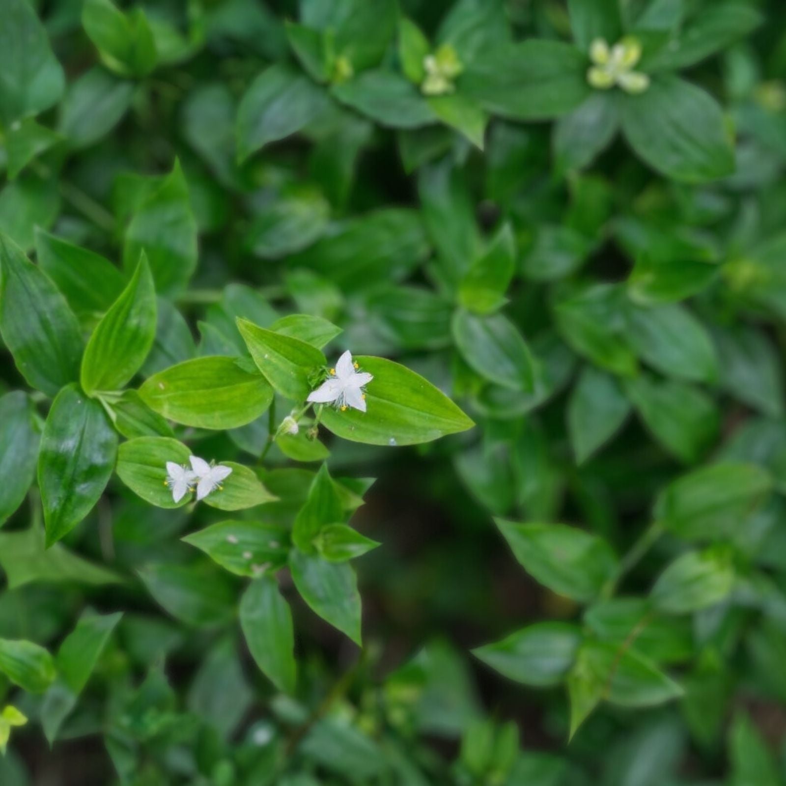Wandering Jew Plant - Rooted Green Variety - Tradescantia Fluminensis - Indoor Houseplant, Low Maintenance, Easy Care