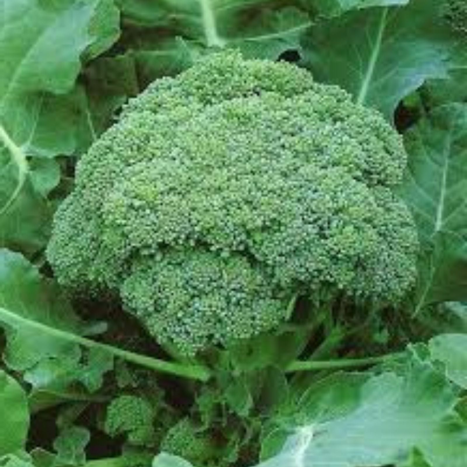 Broccoli Seeds 25+ Heirloom Green Sprouting Calabrese Non-GMO for Home Gardening - Brassica oleracea