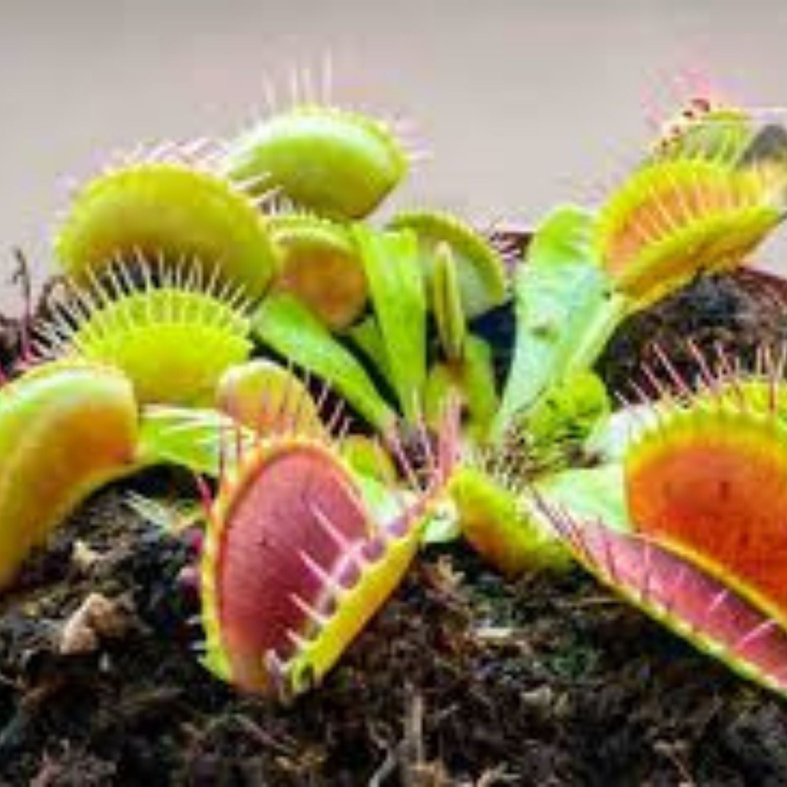 Venus Flytrap Plant - Rooted Division - 'Miss Pimbeche' - Dionaea muscipula - Carnivorous Houseplant