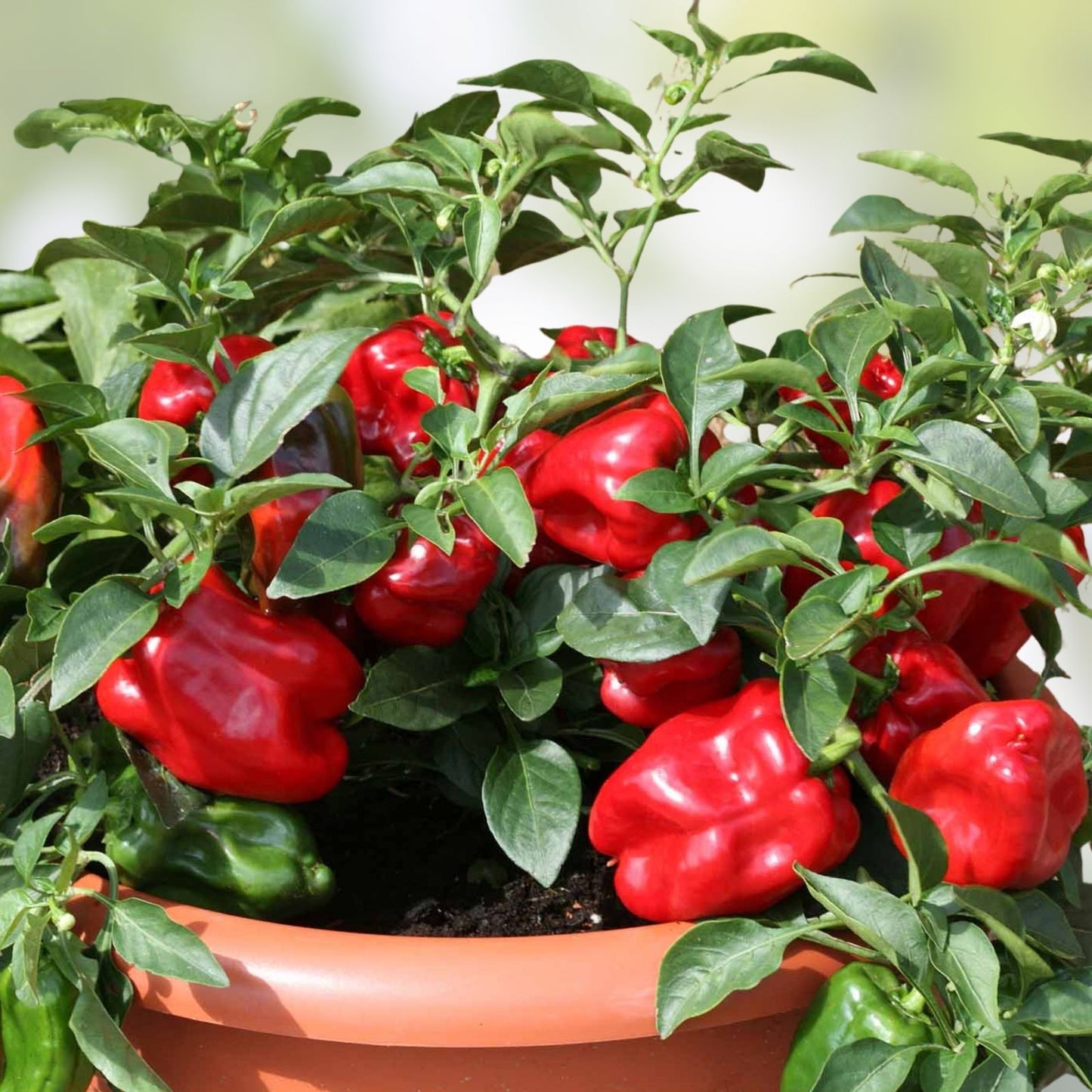 Organic Redskin Sweet Bell Pepper Seeds – 20 Pack – USA Grown – Non-GMO – Capsicum annuum