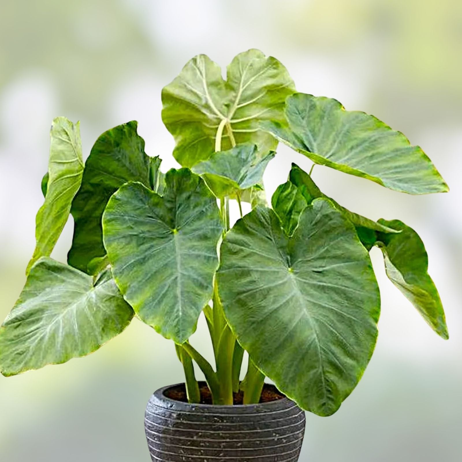 Small Rooted Starter Plant - Colocasia esculenta Elephant Ear Tea Cup Variety, Live Plant, Tropical, Garden, Indoor Plant