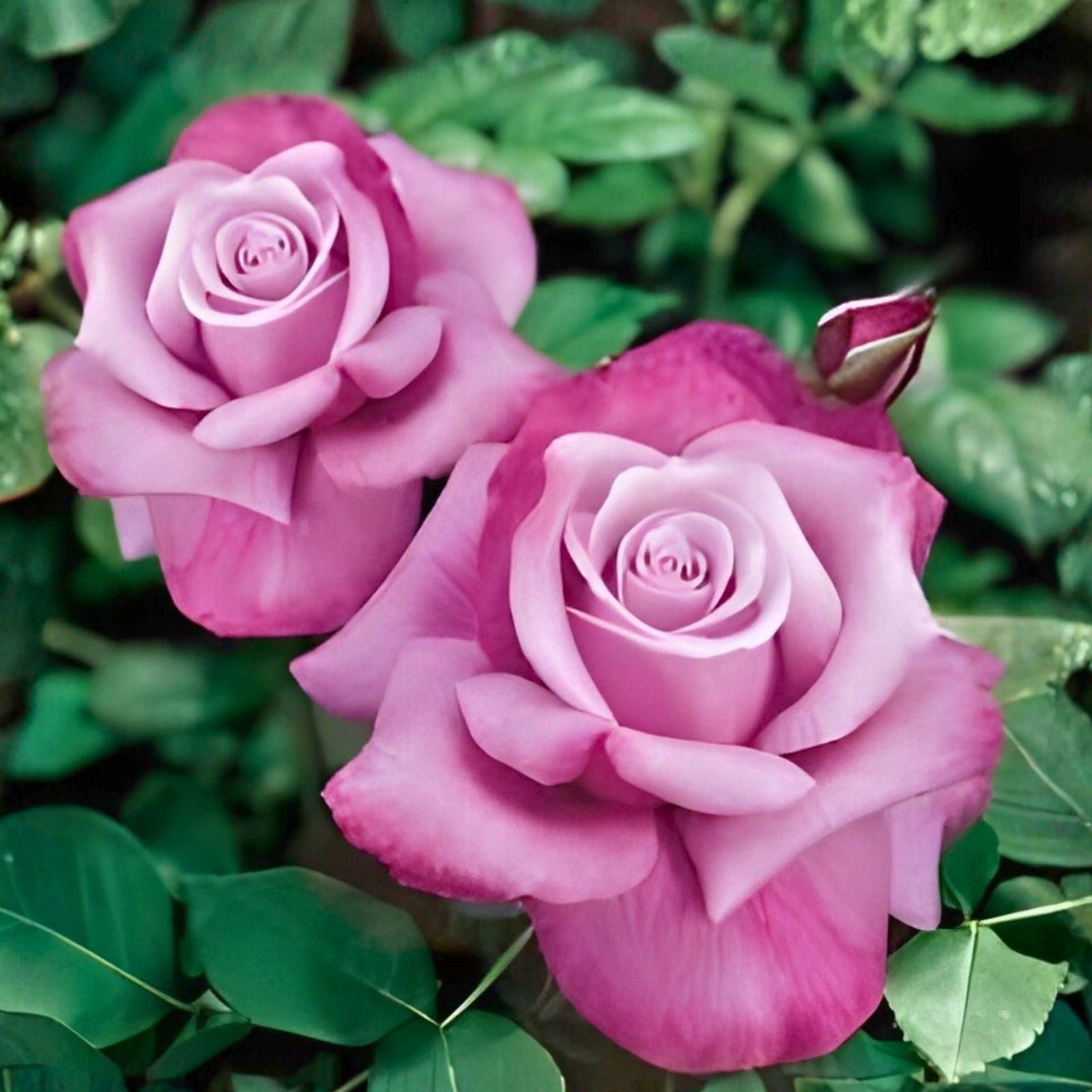 Fragrant Rose Cuttings - Barbra Streisand Variety - Rosa 'Barbra Streisand' - 3 Premium Garden Planting Cuttings